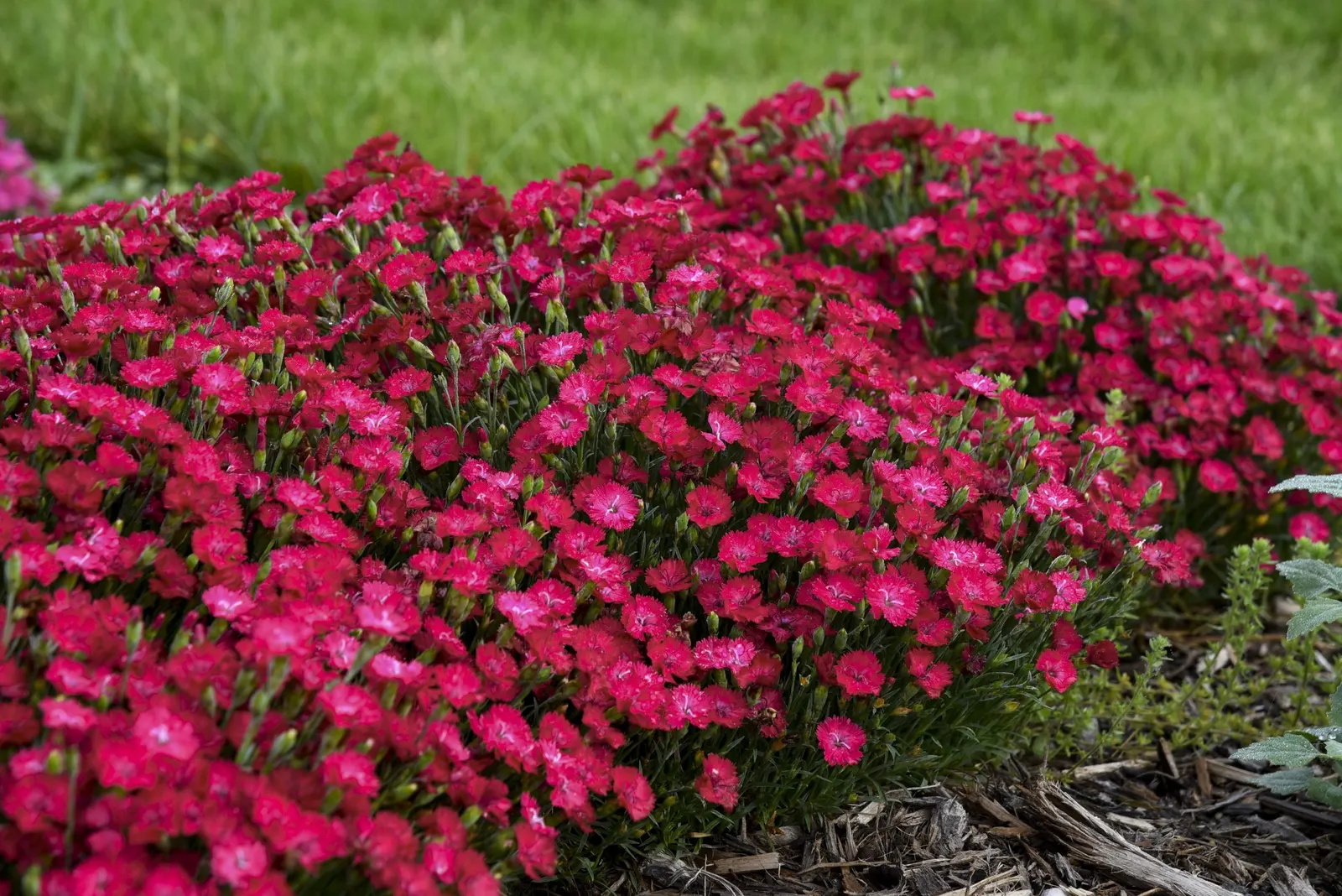 'Paint the Town Red' Pinks (Dianthus hybrid) — This bright colored perennial produces single