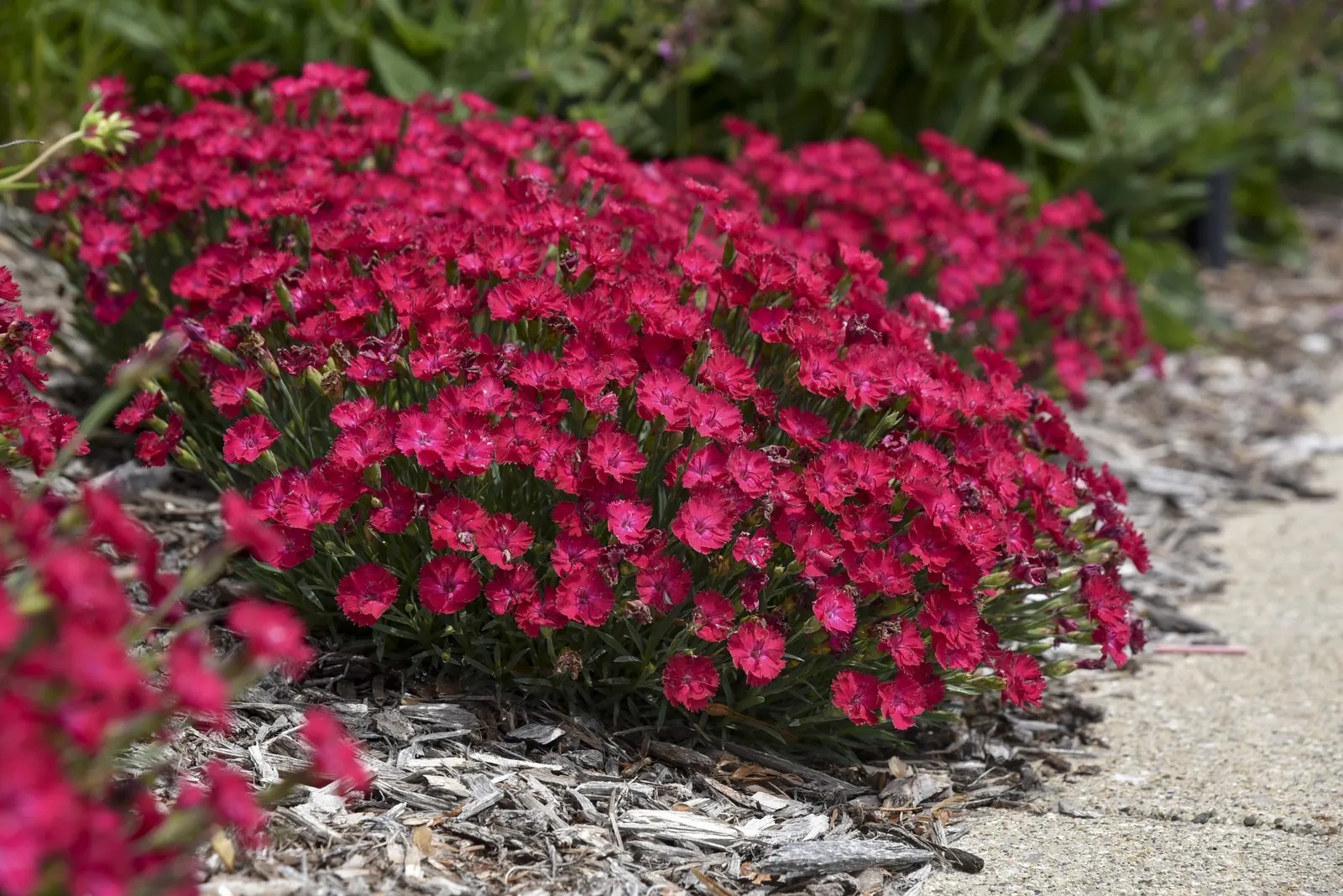'Paint the Town Red' Pinks (Dianthus hybrid) — information and resources