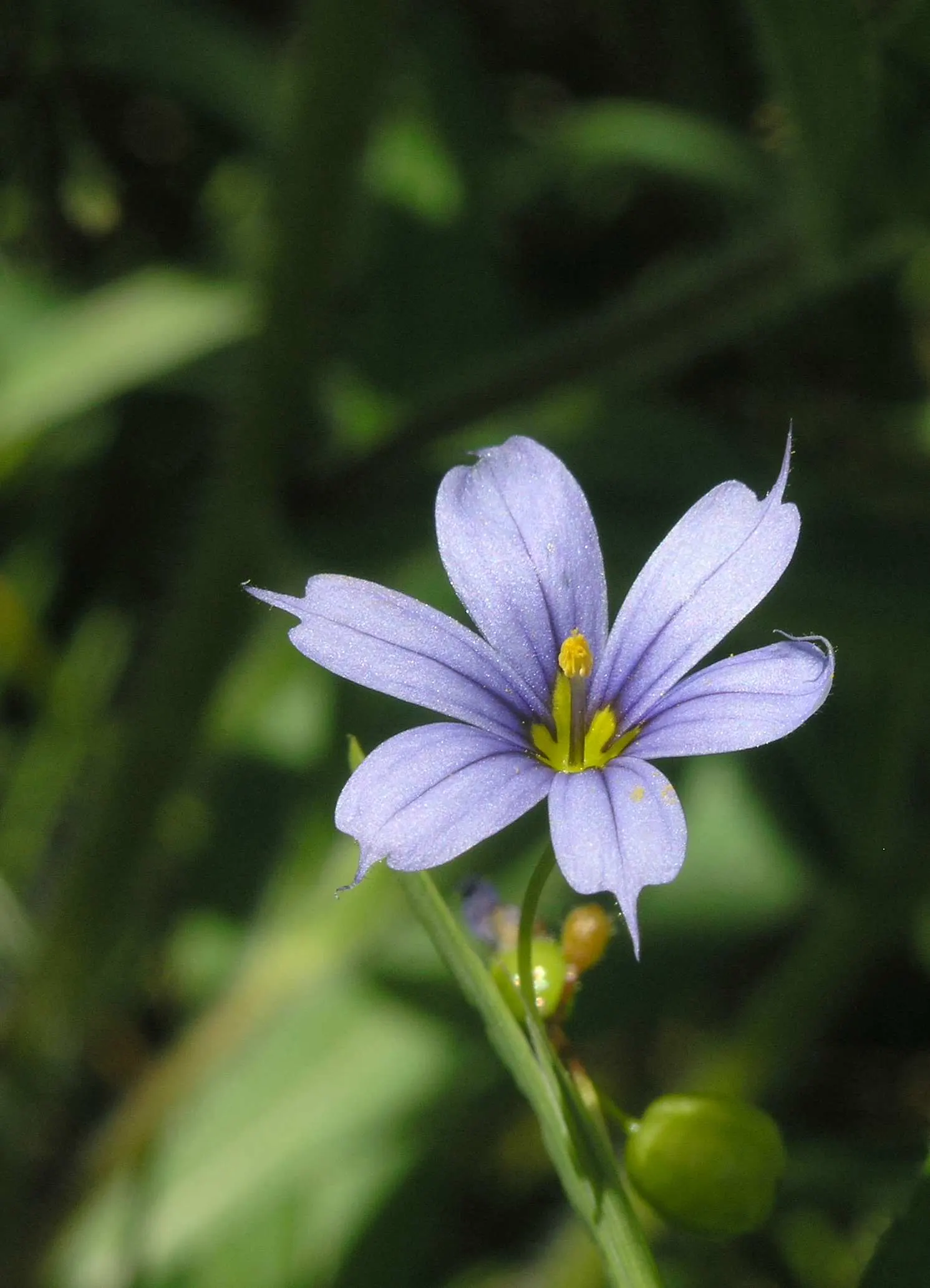 Blue-Eyed Grass (Sisyrinchium Bellum) — Ideal for borders and rock gardens; while it can tolerate light foot traffic, image 81