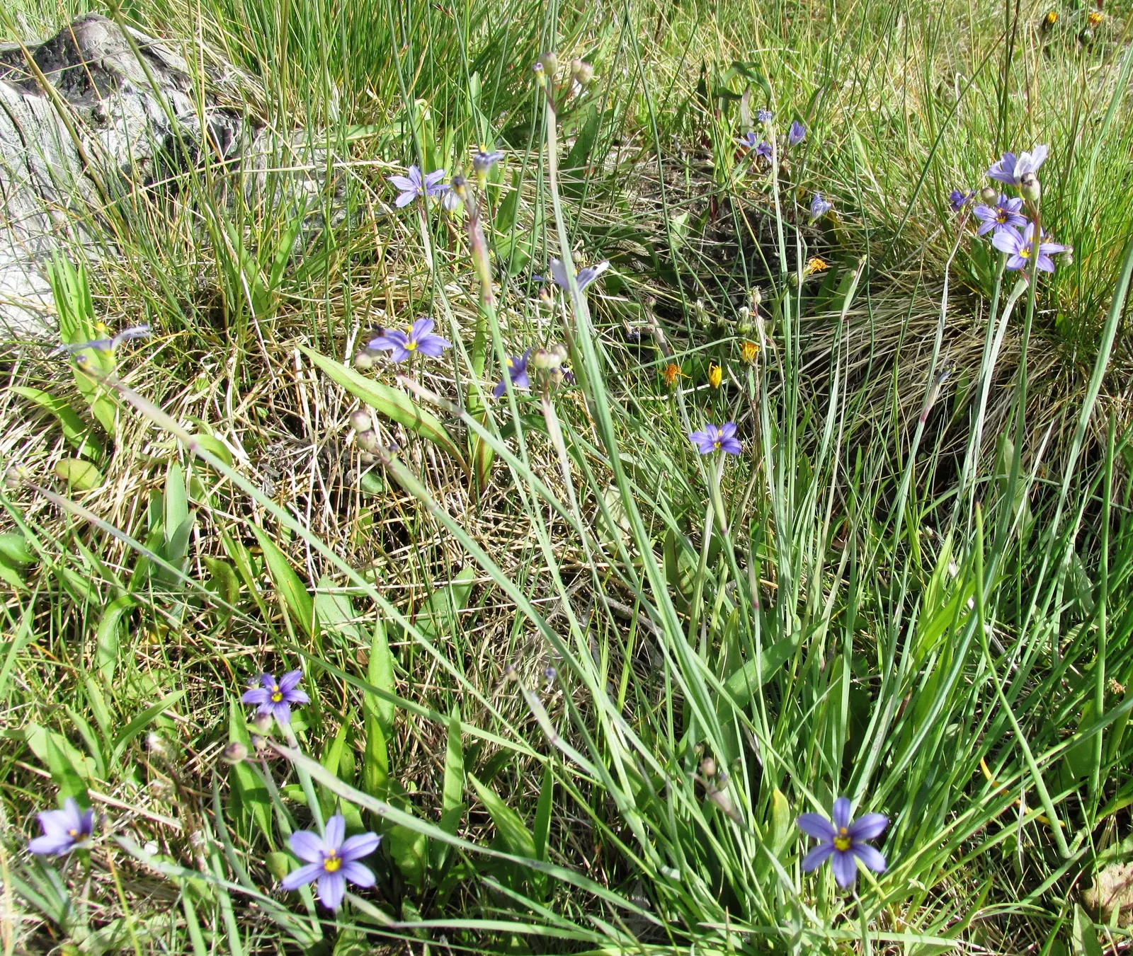 Blue-Eyed Grass (Sisyrinchium Bellum) — which makes it a low-maintenance option for water-wise gardens or xeriscaping designs; commonly referred to as