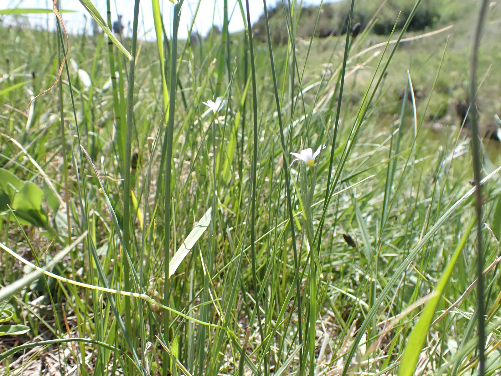 Blue-Eyed Grass (Sisyrinchium Bellum) — it is best placed along borders; perennial for full or half, image 71