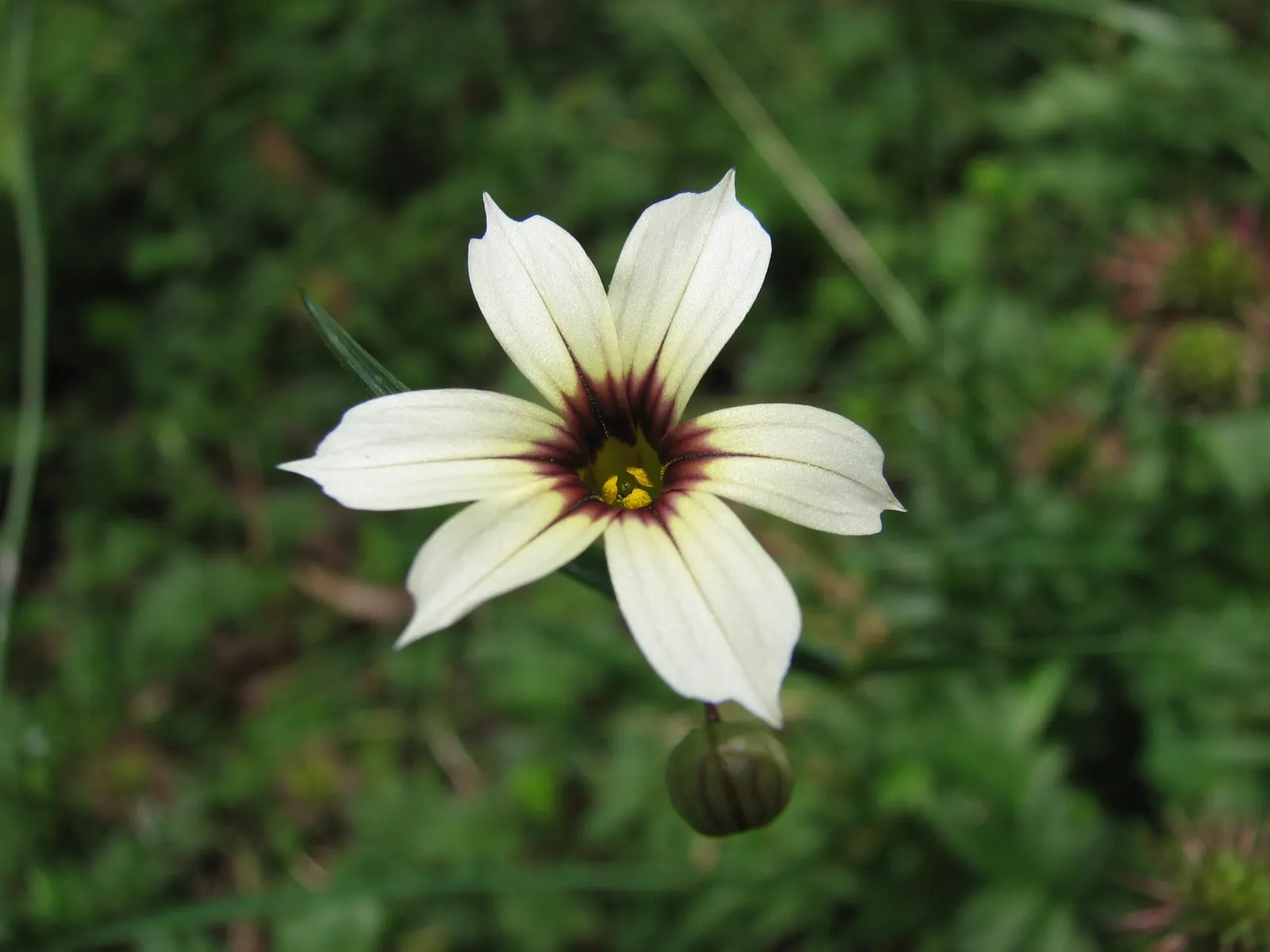 Blue-Eyed Grass (Sisyrinchium Bellum) — enhancing the garden's biodiversity; despite its name, it is not a true grass but a member of the Iris, image 124