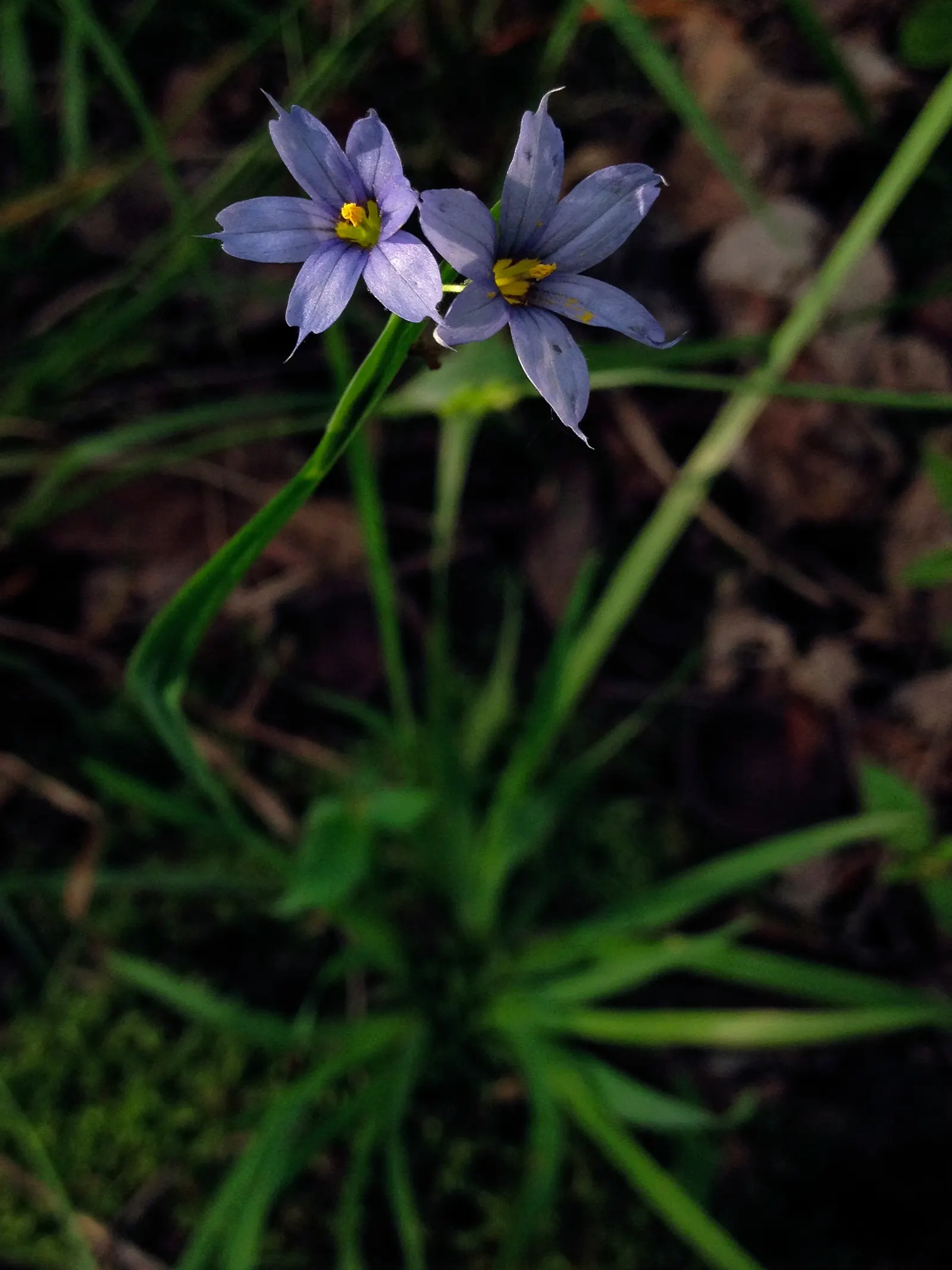 Blue-Eyed Grass (Sisyrinchium Bellum) — which makes it a low-maintenance option for water-wise gardens or xeriscaping designs; commonly referred to, image 94