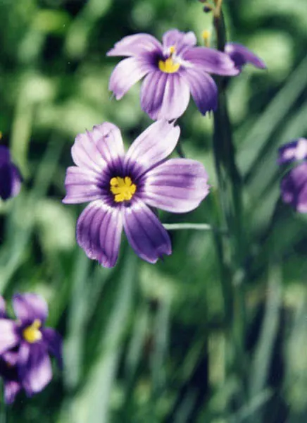 Blue-Eyed Grass (Sisyrinchium Bellum) — Not true grass, it boasts striking, blue-purple flowers resembling a small iris, set against emerald, image 105