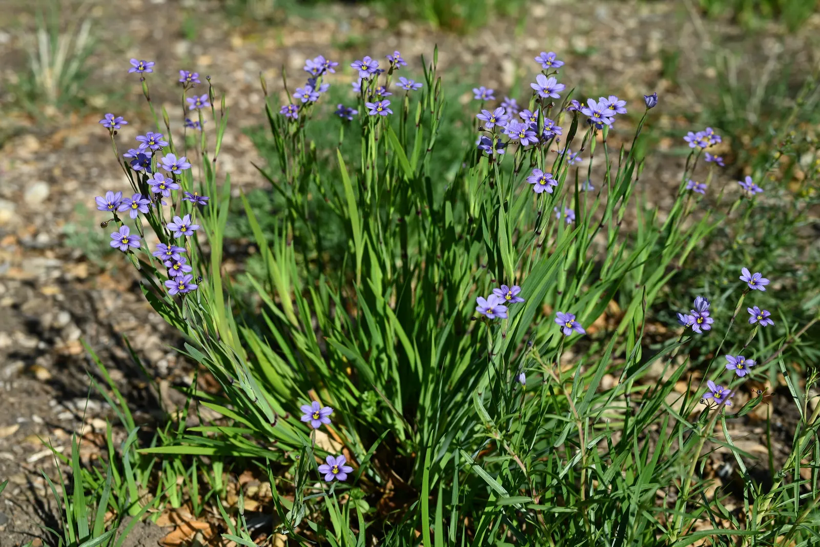 Blue-Eyed Grass (Sisyrinchium Bellum) — It adapts well to various soil types, though it prefers well-draining soil and moderate moisture; blue-Eyed Grass
