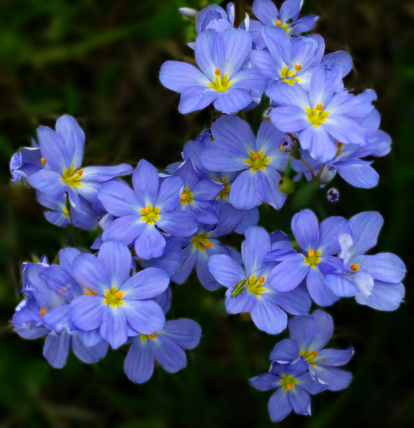 Blue-Eyed Grass (Sisyrinchium Bellum) — For a striking visual impact, plant it in clusters or drifts; possess a striking deep blue hue with a gold, image 99