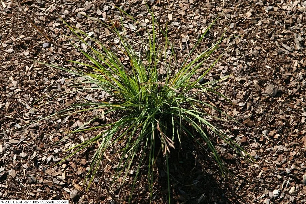 Blue-Eyed Grass (Sisyrinchium Bellum) — is a charming herbaceous perennial native to the western United States