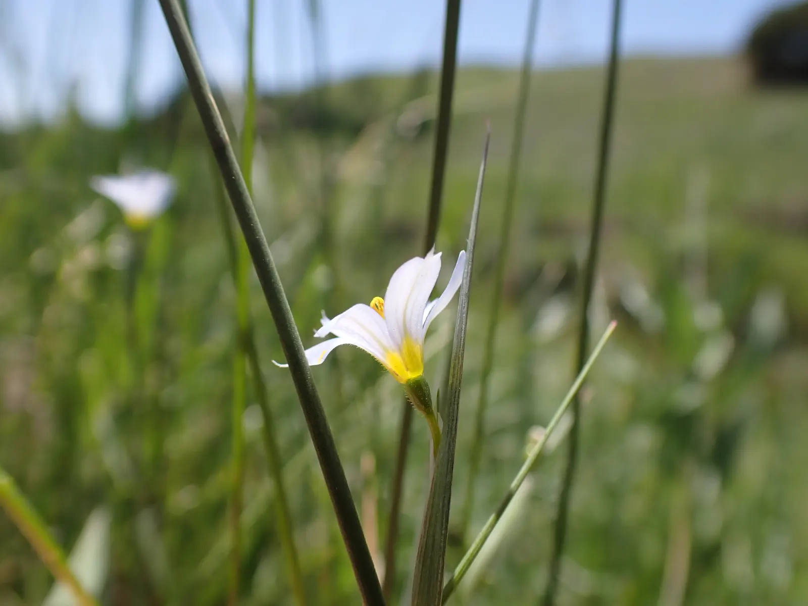 Blue-Eyed Grass (Sisyrinchium Bellum) — typically reaching a height of 12 to 18 inches with a similar spread; creating the 'blue eye' appearance, image 114