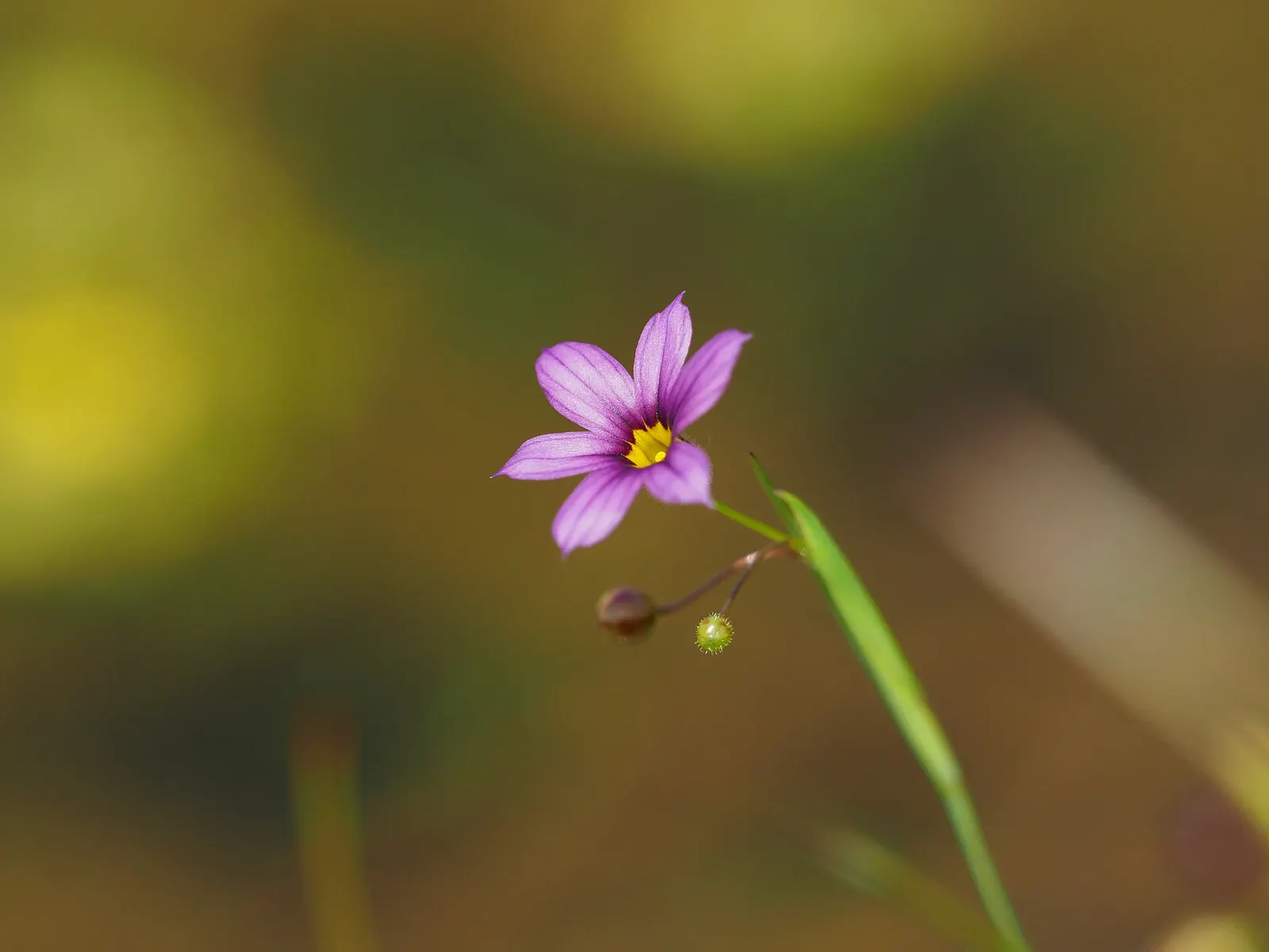 Blue-Eyed Grass (Sisyrinchium Bellum) — which makes it a low-maintenance option for water-wise gardens or xeriscaping designs; commonly referred to, image 120