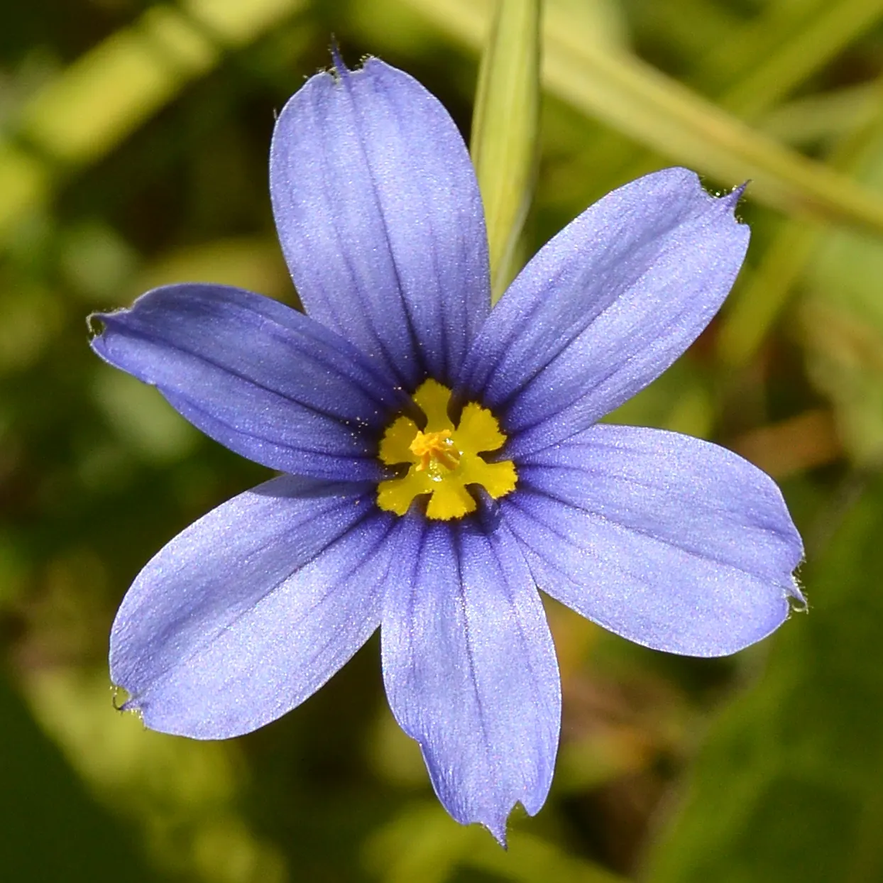 Blue-Eyed Grass (Sisyrinchium Bellum) — It adapts well to various soil types, though it prefers well-draining soil and moderate moisture; blue-Eyed, image 95