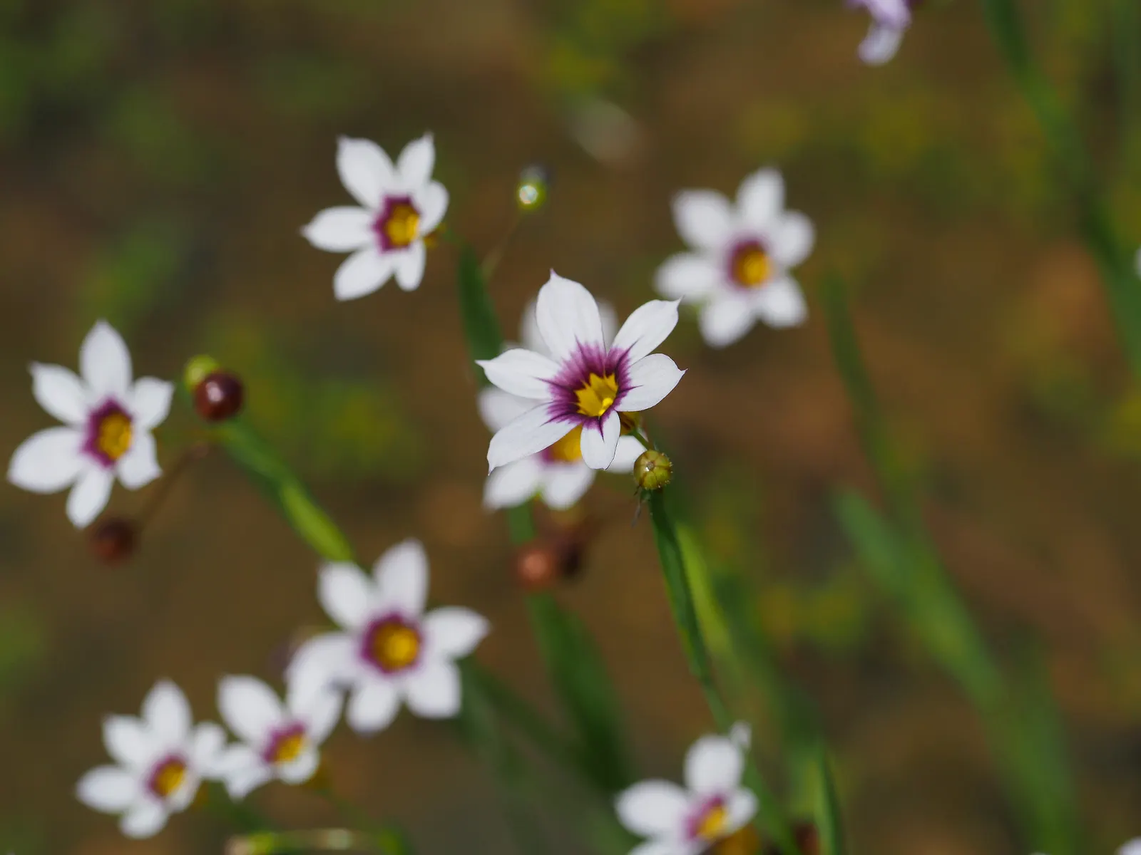 Blue-Eyed Grass (Sisyrinchium Bellum) — Hardy in USDA zones 4-9, it thrives in full sun to part shade and well-draining soil; in late spring to, image 106