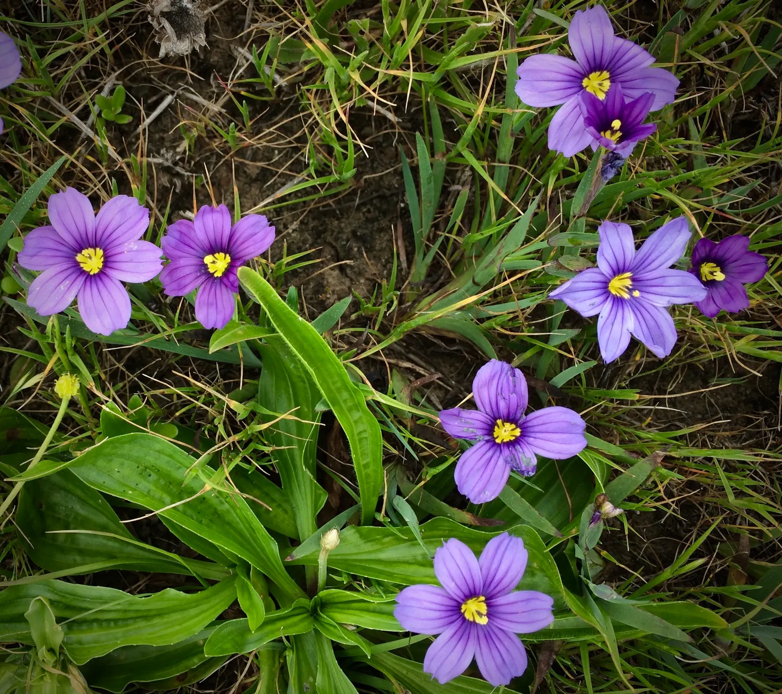 Blue-Eyed Grass (Sisyrinchium Bellum) — typically reaching a height of 12 to 18 inches with a similar spread; creating the 'blue eye' appearance that gives the