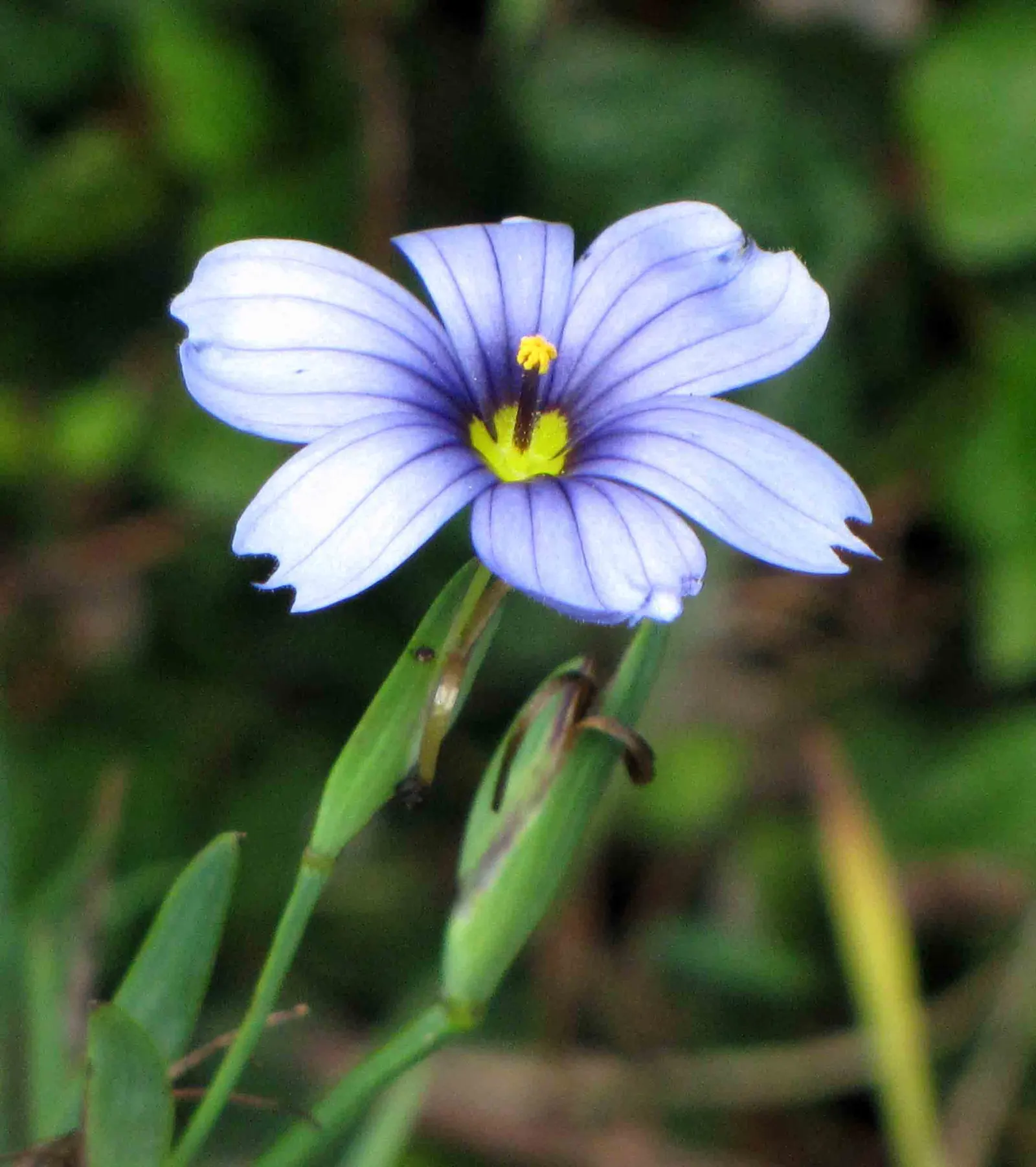 Blue-Eyed Grass (Sisyrinchium Bellum) — grass-like foliage that forms compact tufts of green; blue-Eyed Grass thrives in USDA Hardiness Zones 4-9, image 113