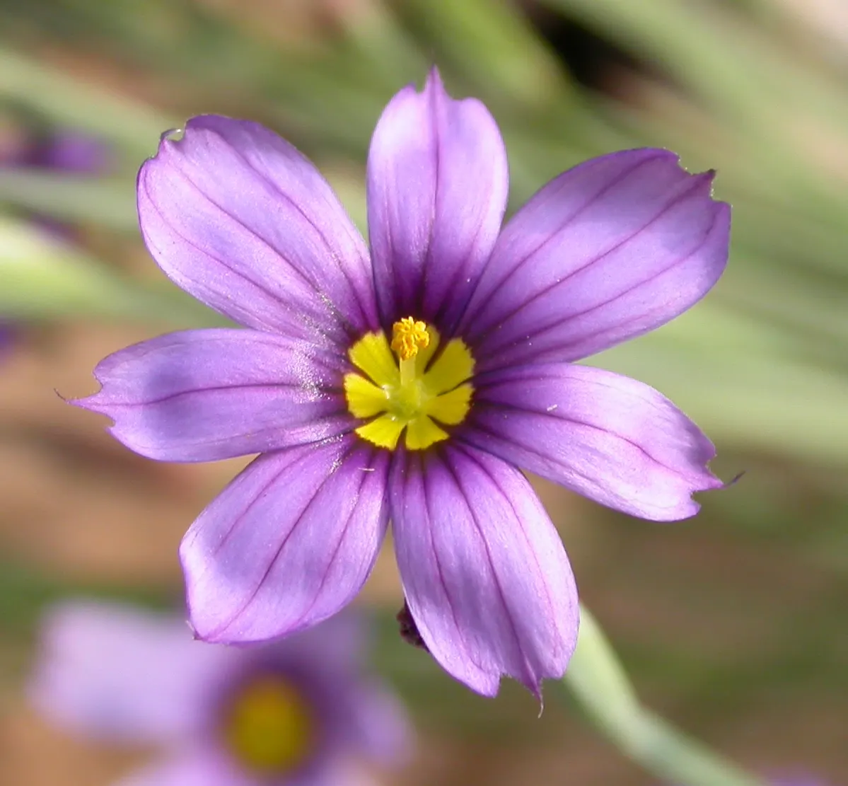 Blue-Eyed Grass (Sisyrinchium Bellum) — it is best placed along borders; perennial for full or half, image 97