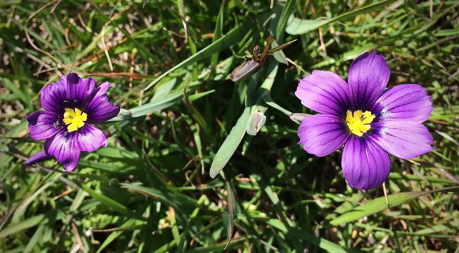 Blue-Eyed Grass (Sisyrinchium Bellum) — it adds a delicate texture and vibrant color from late spring to early summer; perennial with blue and, image 108