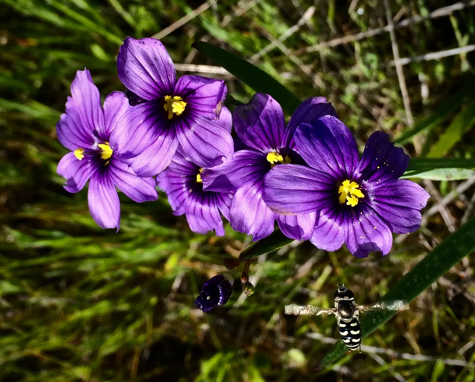 Blue-Eyed Grass (Sisyrinchium Bellum) — which makes it a low-maintenance option for water-wise gardens or xeriscaping designs; commonly referred to, image 68