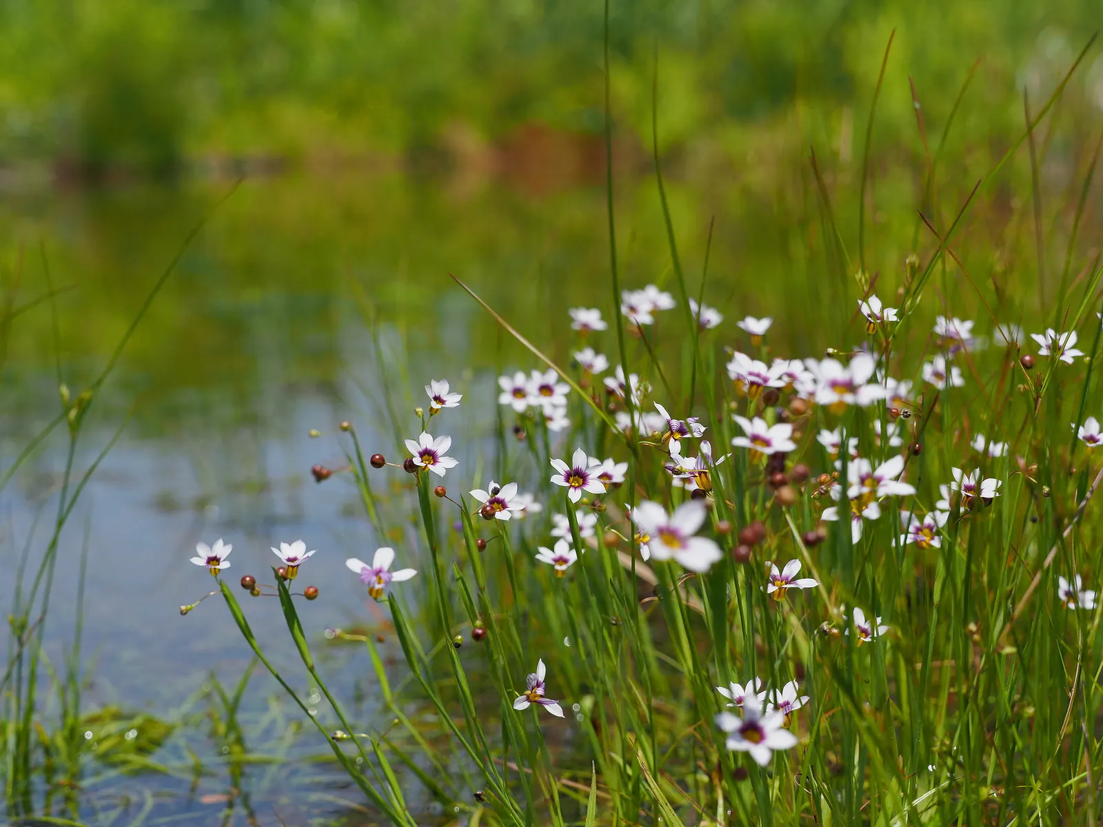 Blue-Eyed Grass (Sisyrinchium Bellum) — perennial with blue and purple blooms; which makes it a low-maintenance option for water-wise gardens or, image 103