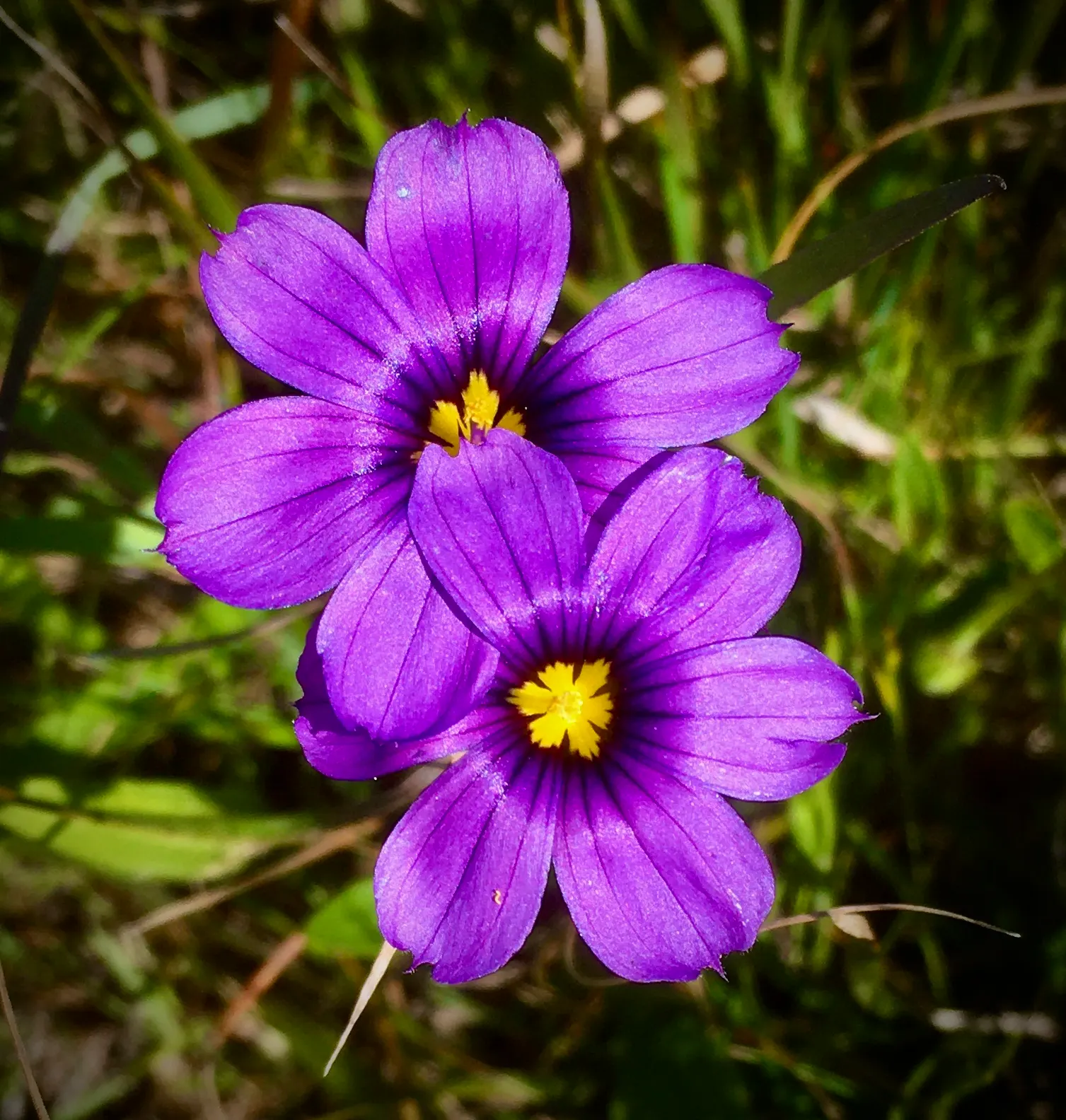 Blue-Eyed Grass (Sisyrinchium Bellum) — blue and purple flowers in the garden; grass-like foliage that forms compact tufts of green, image 128