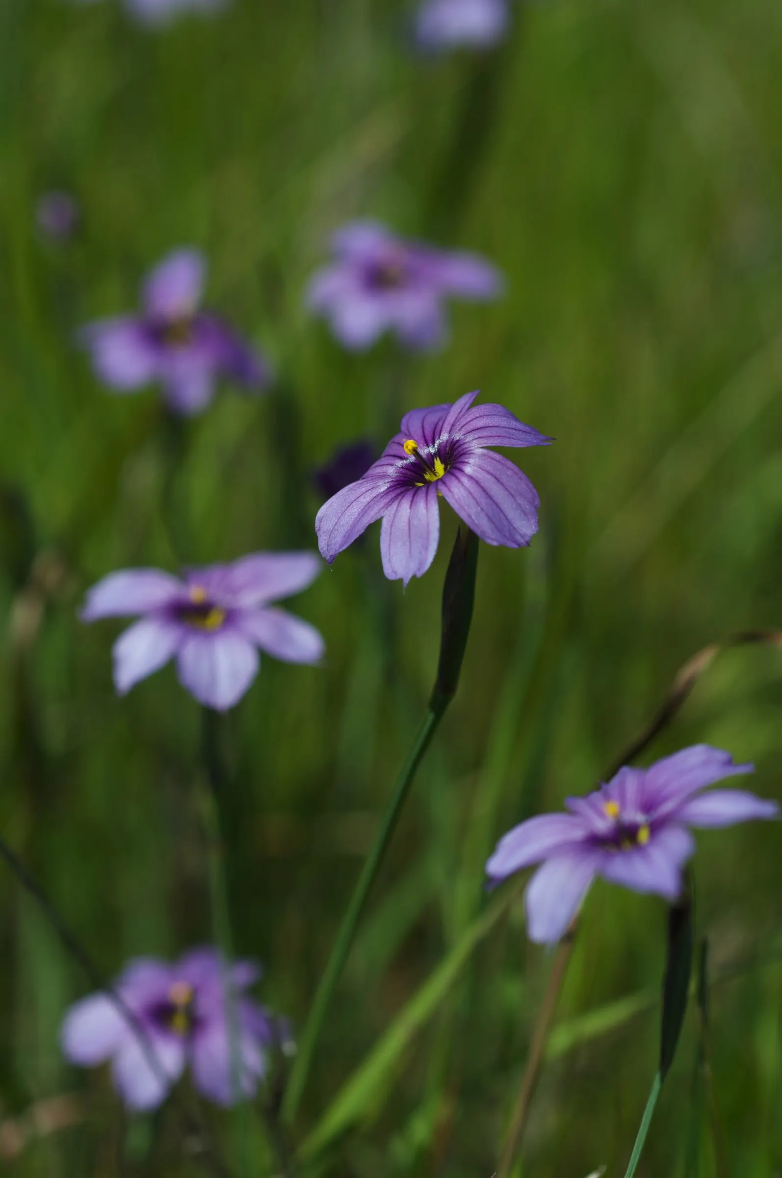 Blue-Eyed Grass (Sisyrinchium Bellum) — Despite its name, it is not a true grass but a member of the Iris family (Iridaceae); enhancing the garden's, image 59