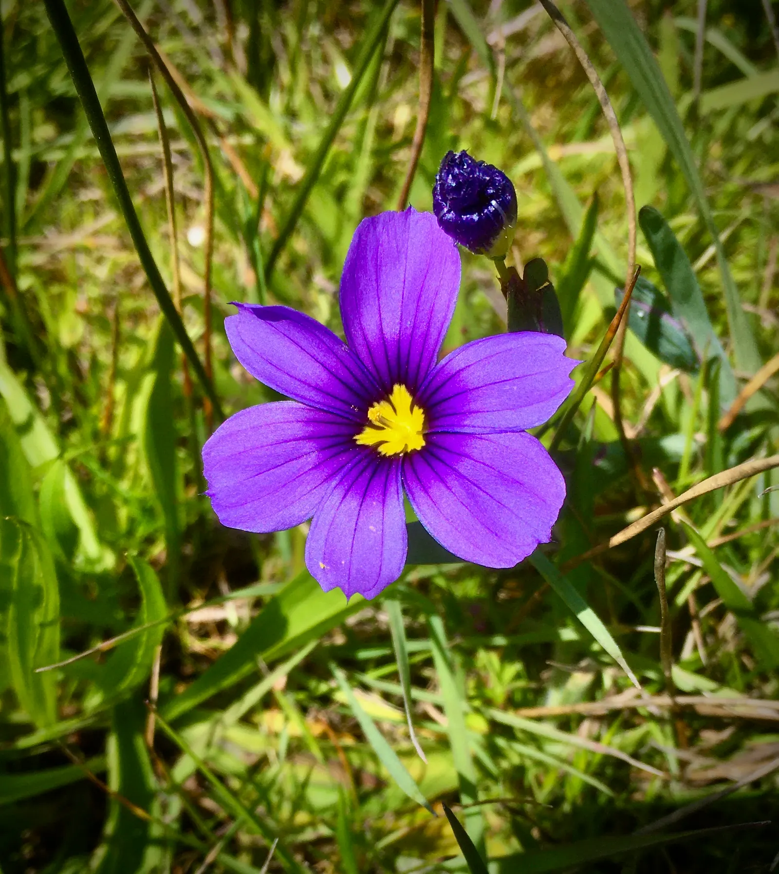 Blue-Eyed Grass (Sisyrinchium Bellum) — typically reaching a height of 12 to 18 inches with a similar spread