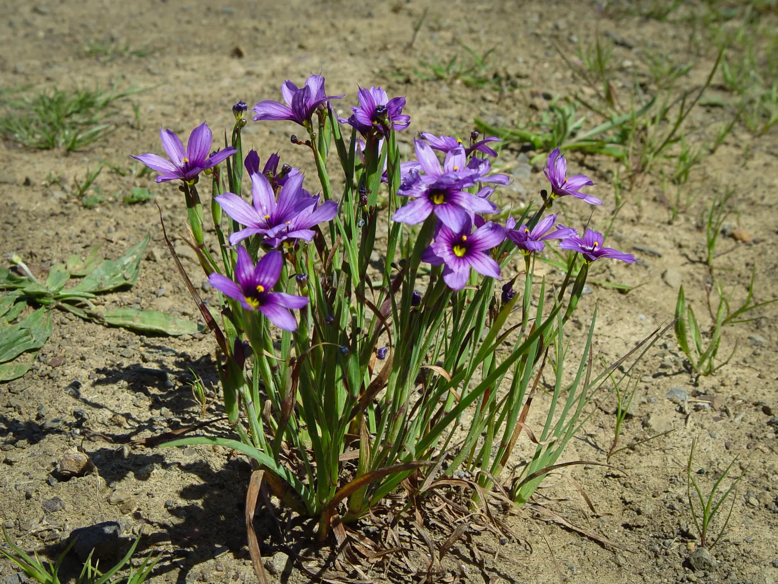 Blue-Eyed Grass (Sisyrinchium Bellum) — Its compact size also makes Sisyrinchium bellum suitable for container gardening; for a striking visual impact, plant