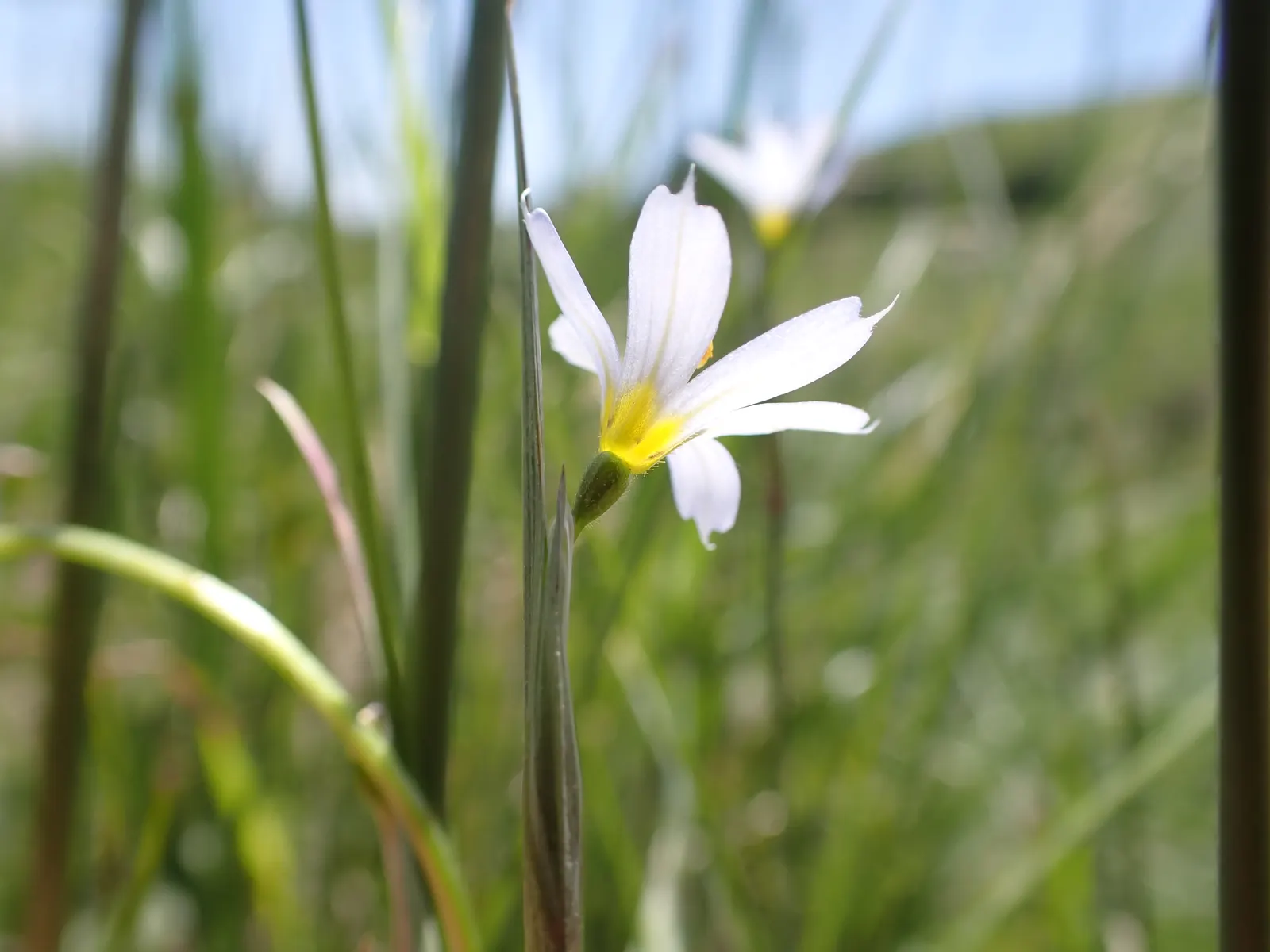 Blue-Eyed Grass (Sisyrinchium Bellum) — It adapts well to various soil types, though it prefers well-draining soil and moderate moisture; blue-Eyed, image 121