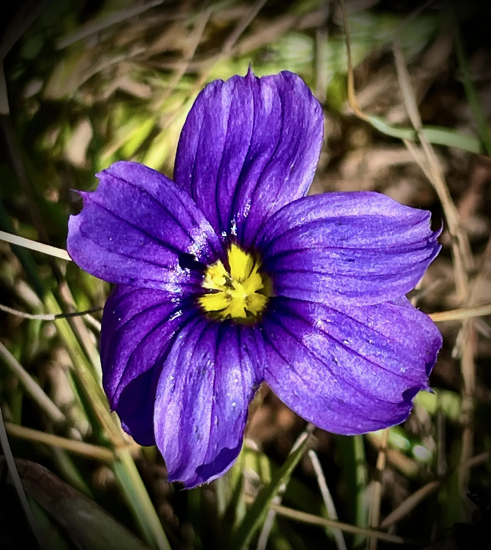 Blue-Eyed Grass (Sisyrinchium Bellum) — blue and purple flowers in the garden