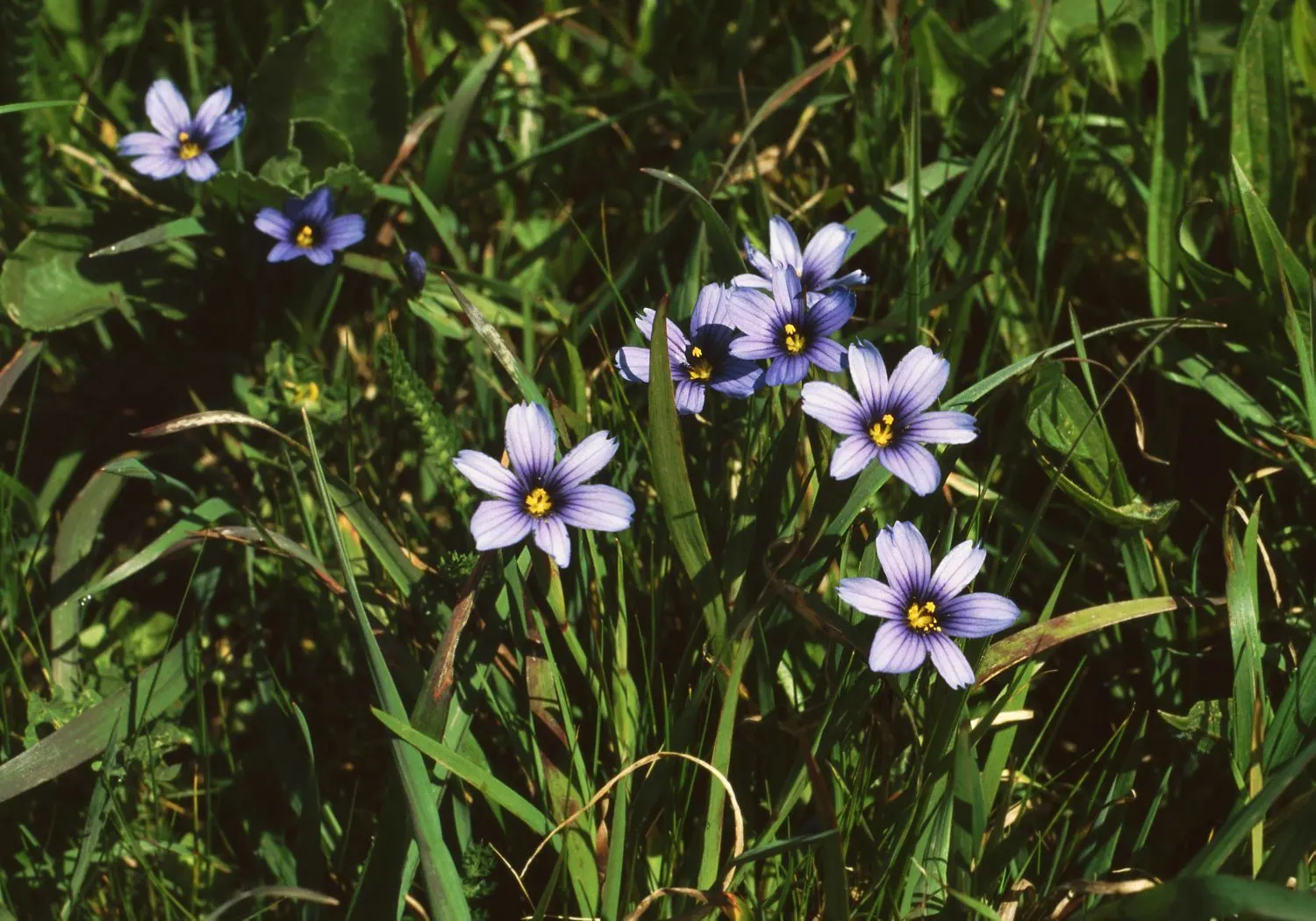 Blue-Eyed Grass (Sisyrinchium Bellum) — Despite its name, it is not a true grass but a member of the Iris family (Iridaceae); enhancing the garden's, image 85