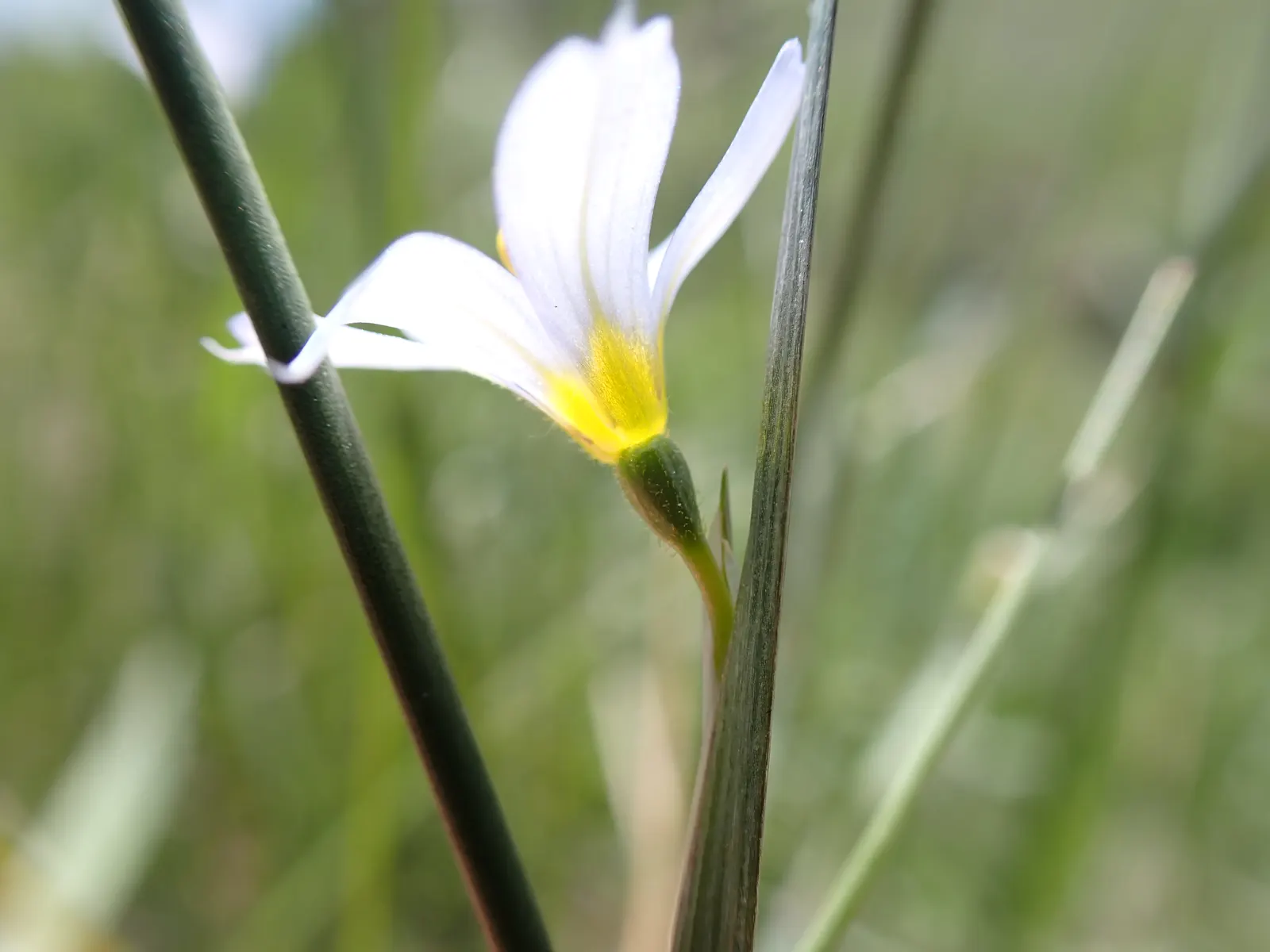 Blue-Eyed Grass (Sisyrinchium Bellum) — it adds a delicate texture and vibrant color from late spring to early summer; perennial with blue and, image 82