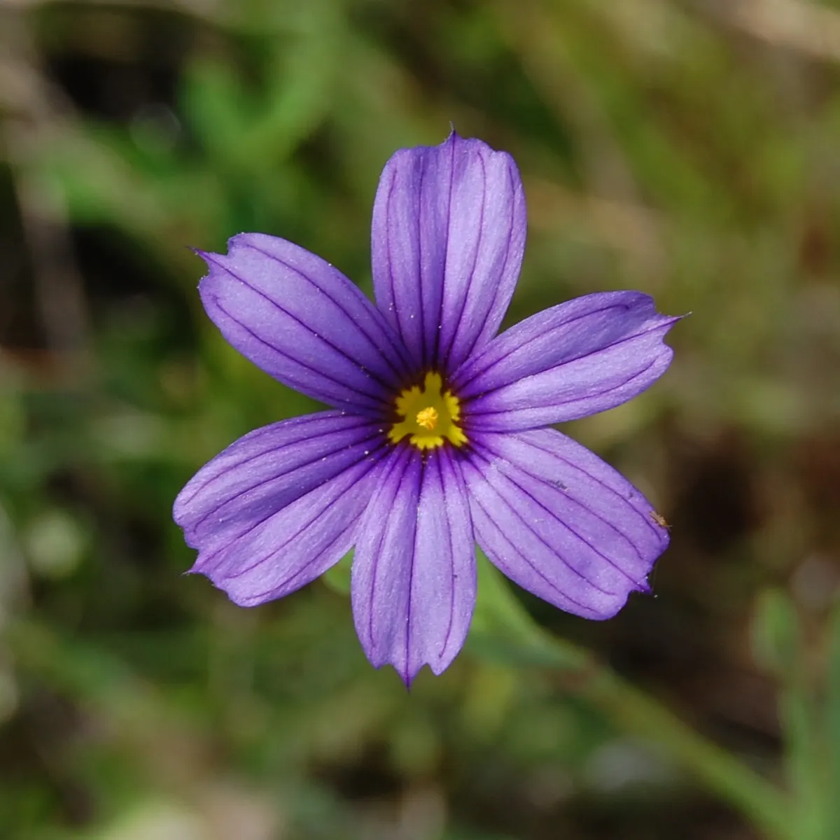 Blue-Eyed Grass (Sisyrinchium Bellum) — blue and purple flowers in the garden; grass-like foliage that forms compact tufts of green, image 76