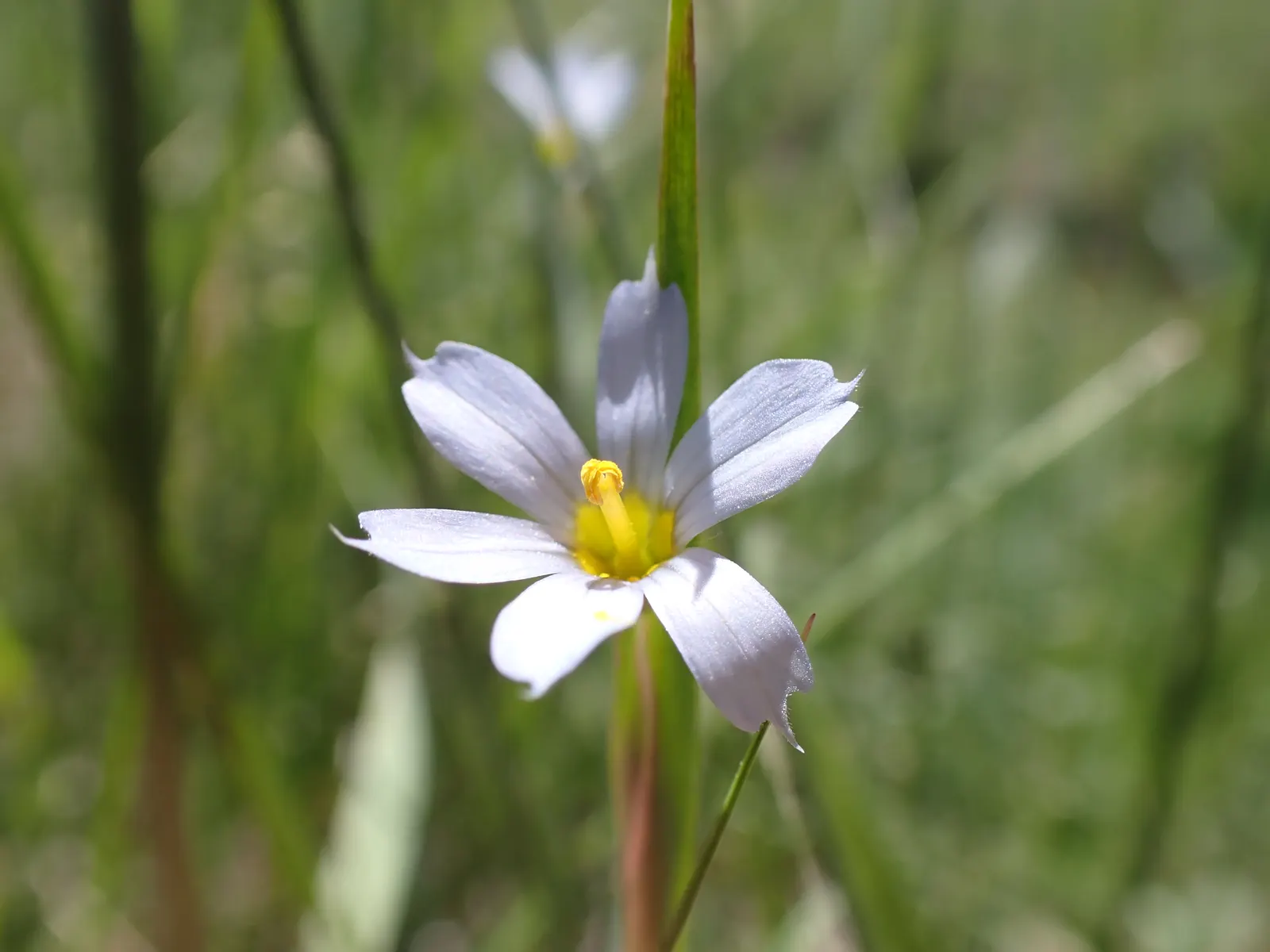 Blue-Eyed Grass (Sisyrinchium Bellum) — perennial with blue and purple blooms; which makes it a low-maintenance option for water-wise gardens or, image 77
