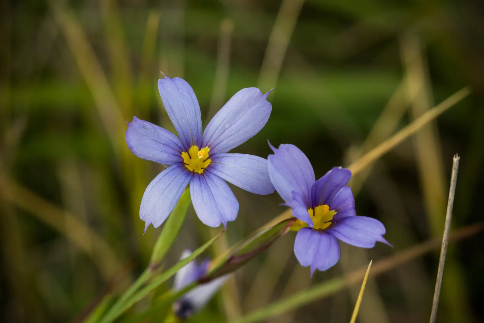 Blue-Eyed Grass (Sisyrinchium Bellum) — While it can tolerate light foot traffic; it is best placed along borders, image 70