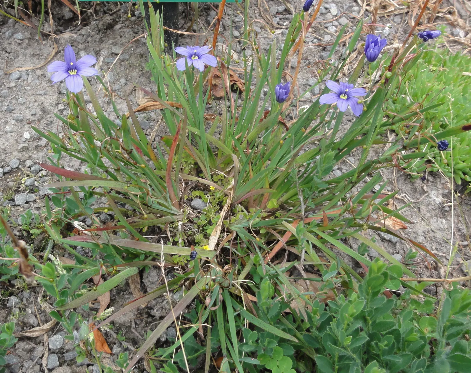 Blue-Eyed Grass (Sisyrinchium Bellum) — In late spring to early summer; its compact size also makes Sisyrinchium bellum suitable for container, image 89