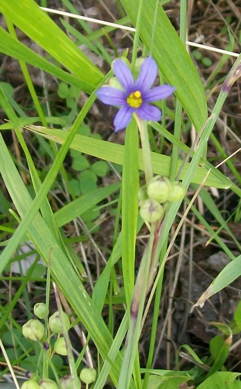 Blue-Eyed Grass (Sisyrinchium Bellum) — Its compact size also makes Sisyrinchium bellum suitable for container gardening