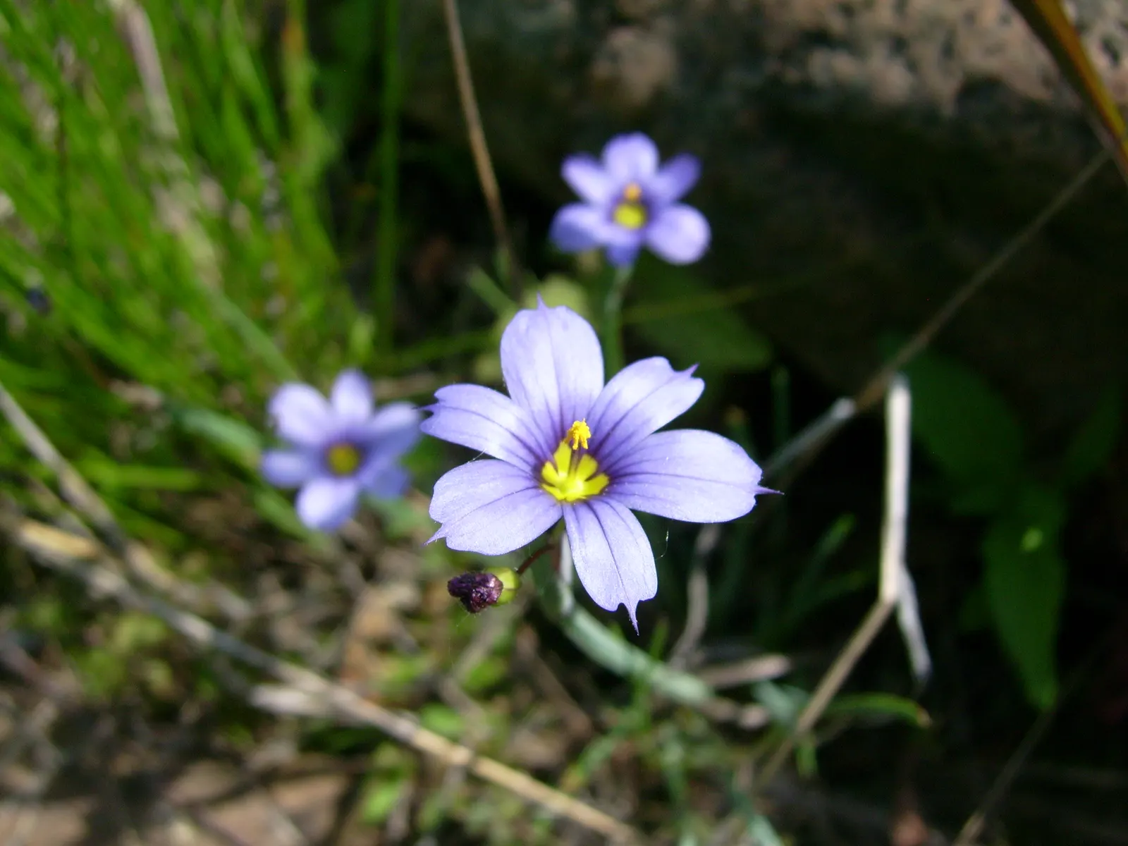 Blue-Eyed Grass (Sisyrinchium Bellum) — Ideal for borders and rock gardens; while it can tolerate light foot traffic, image 55
