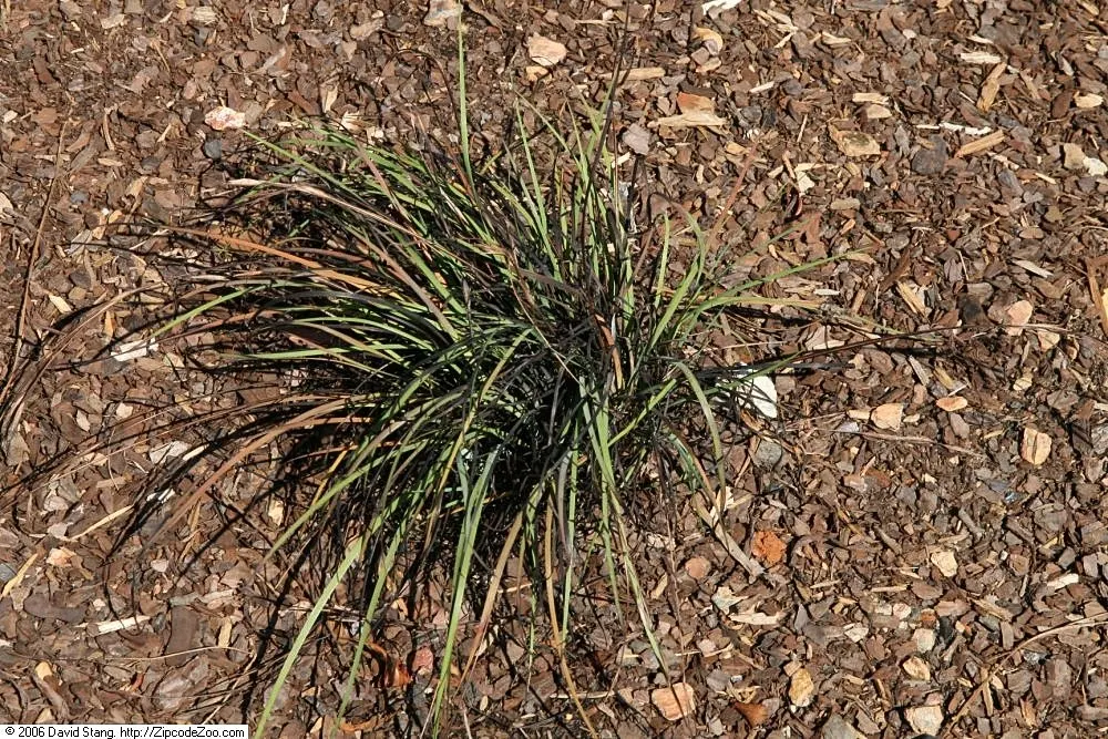 Blue-Eyed Grass (Sisyrinchium Bellum) — Blue-Eyed Grass produces an abundance of small yet stunning star-shaped flowers