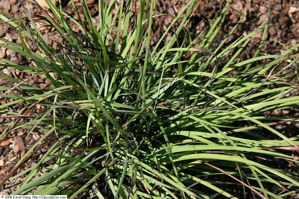 Blue-Eyed Grass (Sisyrinchium Bellum) — it is best placed along borders