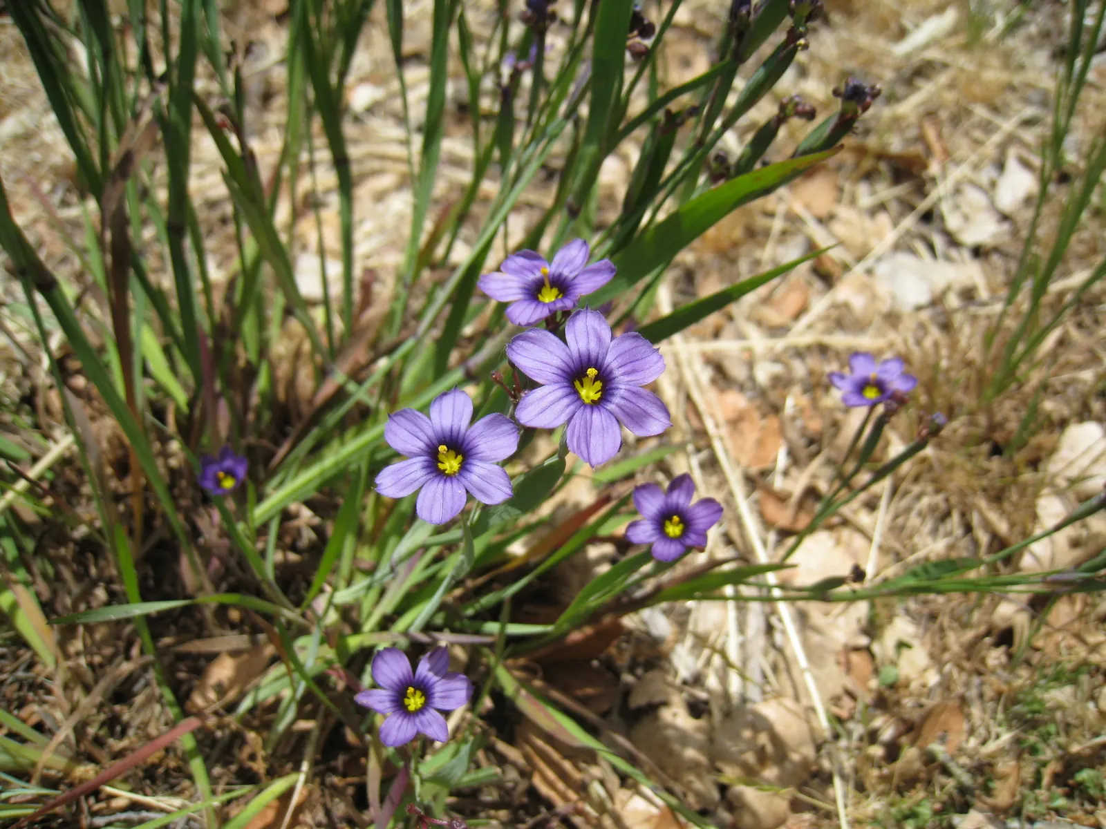 Blue-Eyed Grass (Sisyrinchium Bellum) — is a charming herbaceous perennial native to the western United States; each about half an inch across, image 58