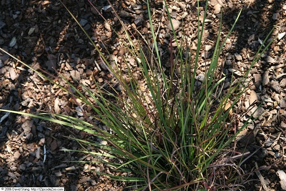 Blue-Eyed Grass (Sisyrinchium Bellum) — perennial for full or half