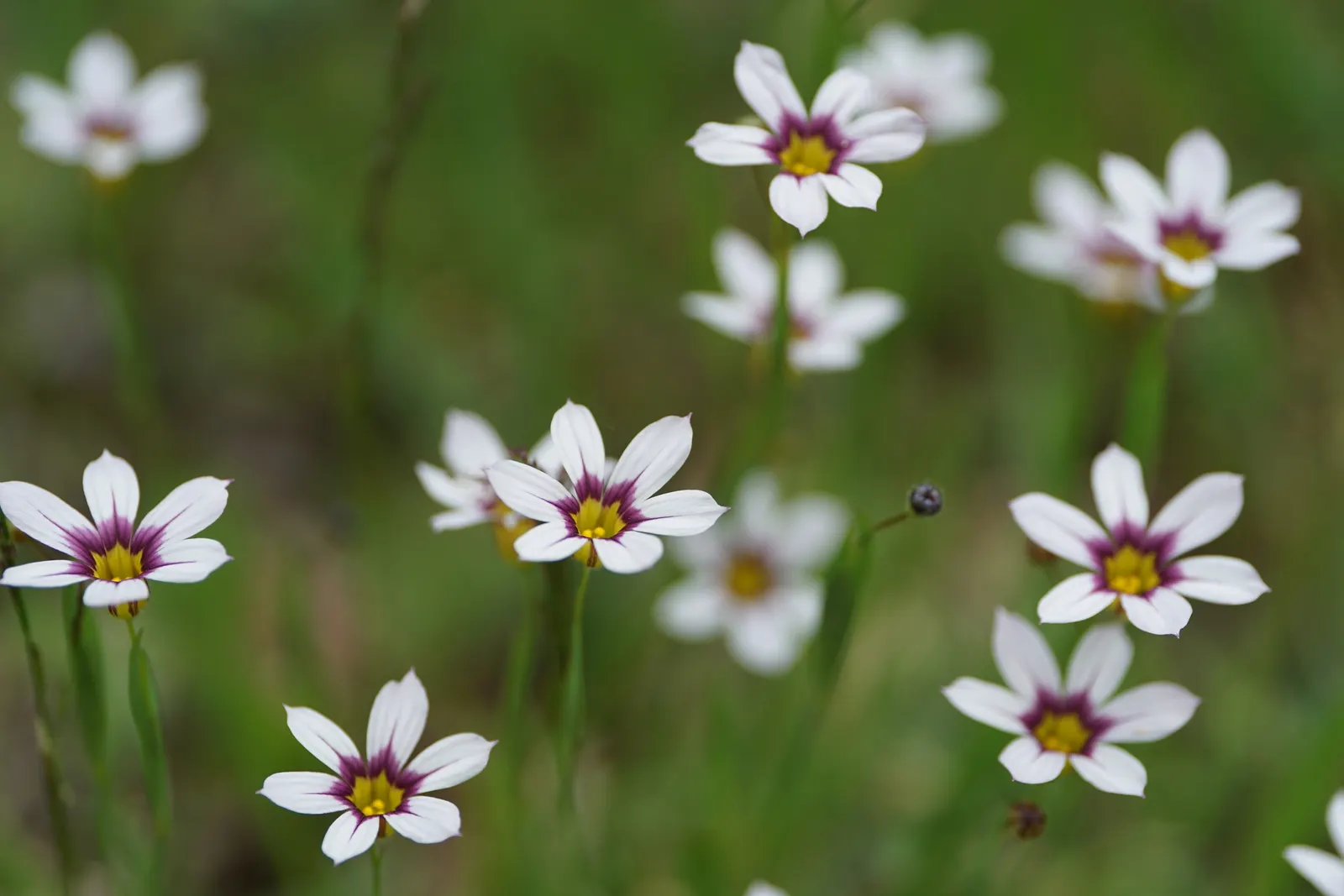 Blue-Eyed Grass (Sisyrinchium Bellum) — perennial with blue and purple blooms; which makes it a low-maintenance option for water-wise gardens or xeriscaping