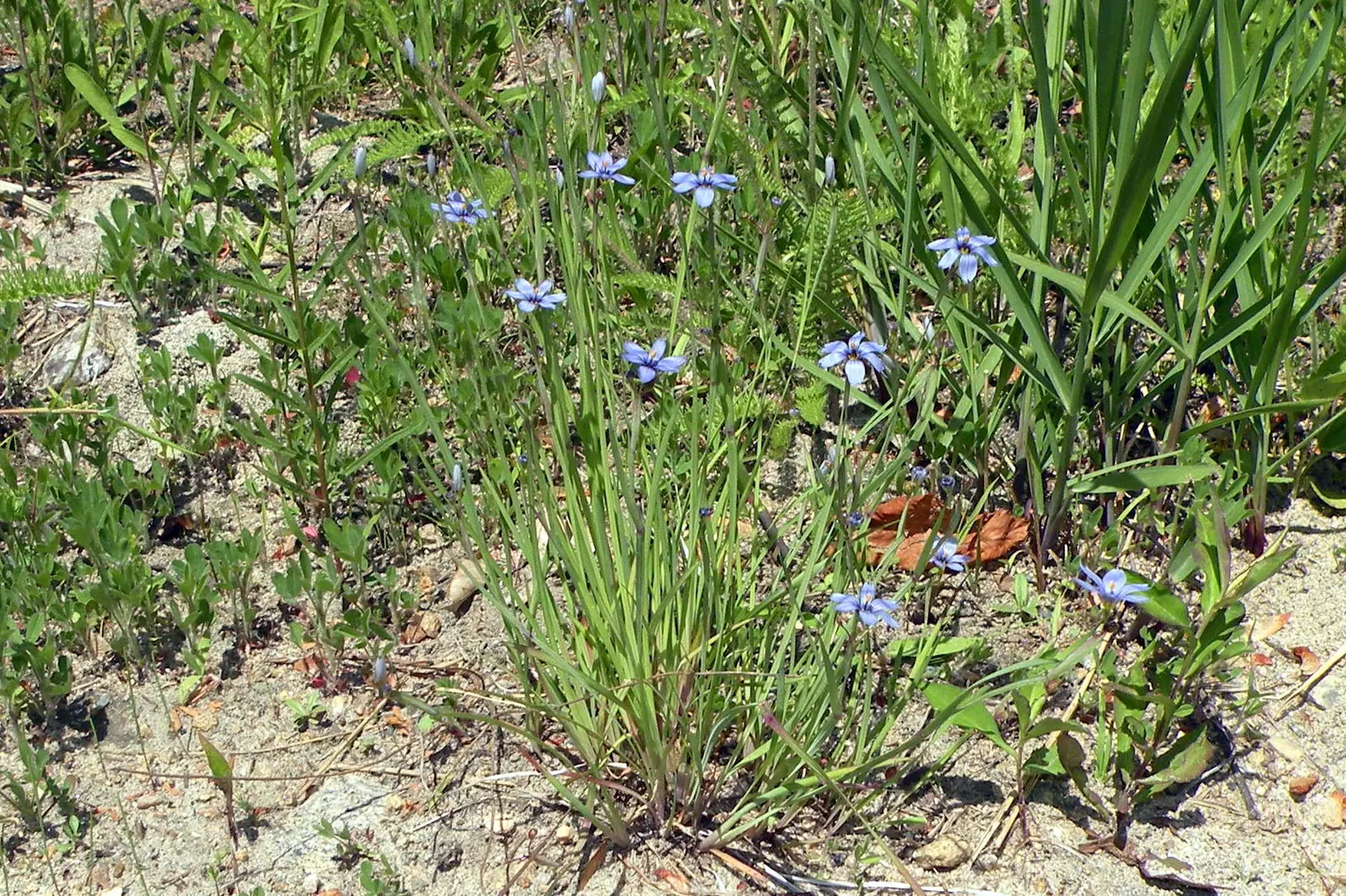 Blue-Eyed Grass (Sisyrinchium Bellum) — enhancing the garden's biodiversity; despite its name, it is not a true grass but a member of the Iris family