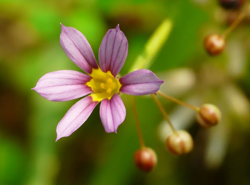 Blue-Eyed Grass (Sisyrinchium Bellum) — which makes it a low-maintenance option for water-wise gardens or xeriscaping designs