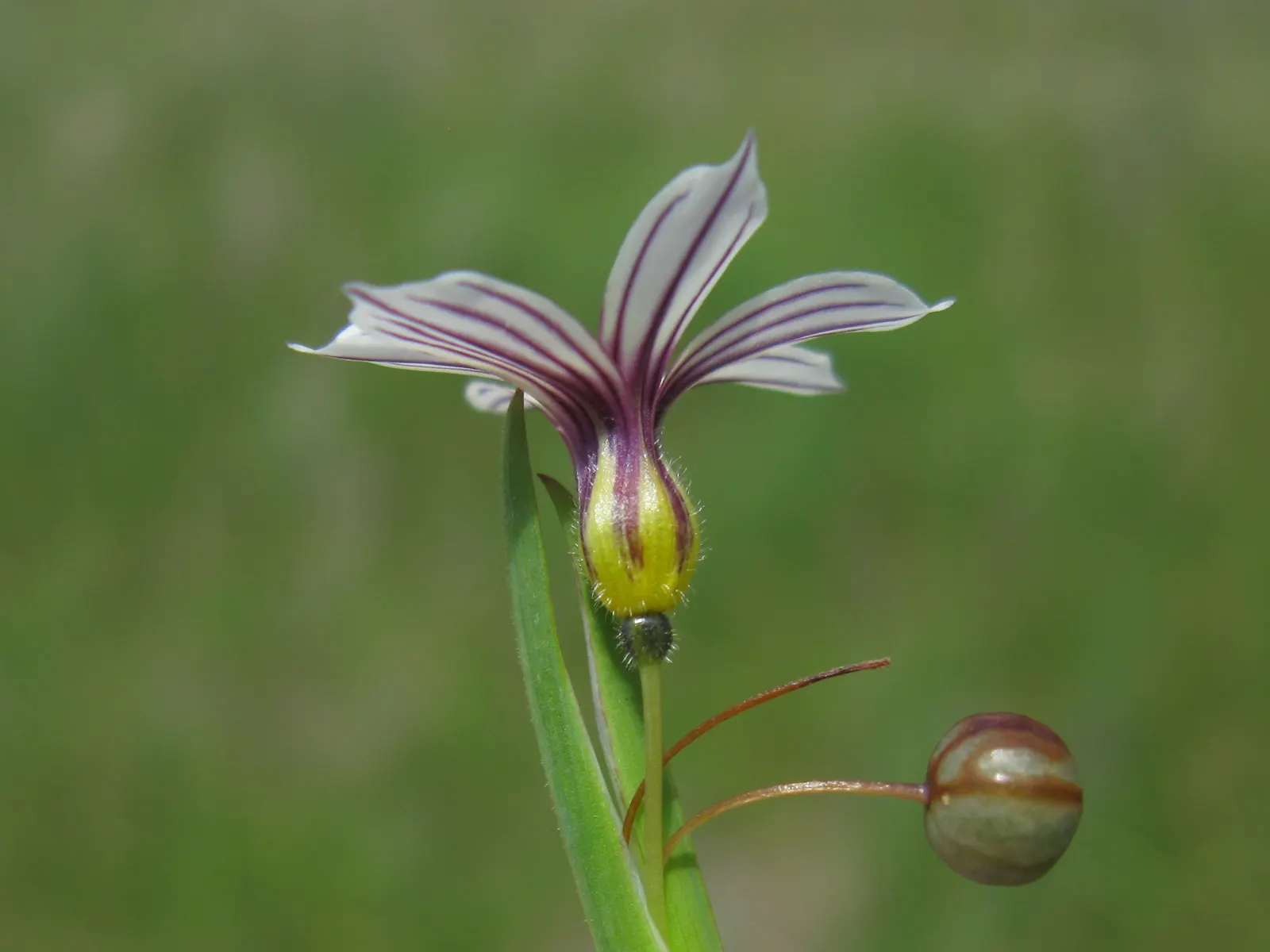 Blue-Eyed Grass (Sisyrinchium Bellum) — In late spring to early summer; its compact size also makes Sisyrinchium bellum suitable for container, image 115