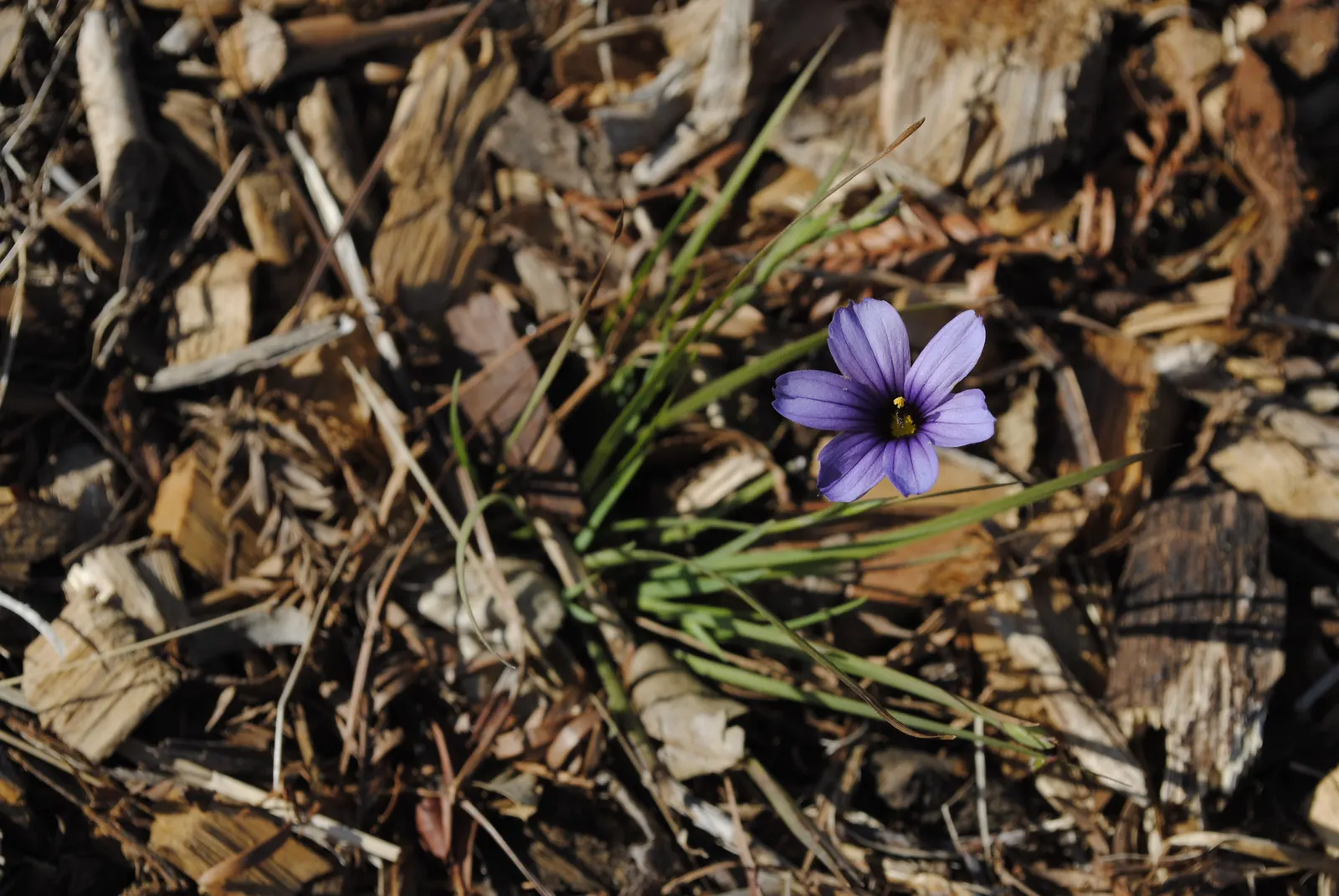 Blue-Eyed Grass (Sisyrinchium Bellum) — Its compact size also makes Sisyrinchium bellum suitable for container gardening; for a striking visual, image 100