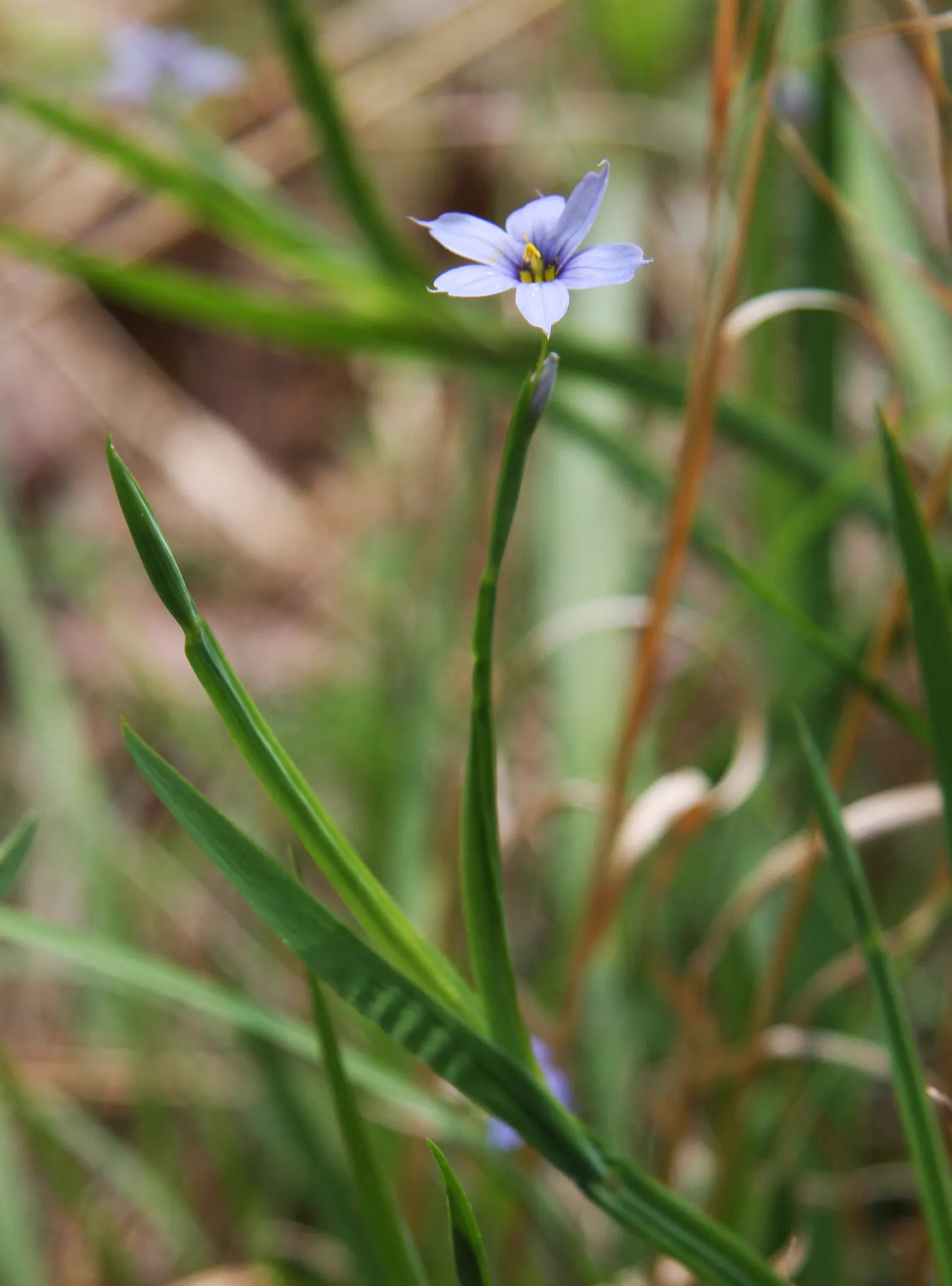 Blue-Eyed Grass (Sisyrinchium Bellum) — Not true grass, it boasts striking, blue-purple flowers resembling a small iris, set against emerald blades; it adds a