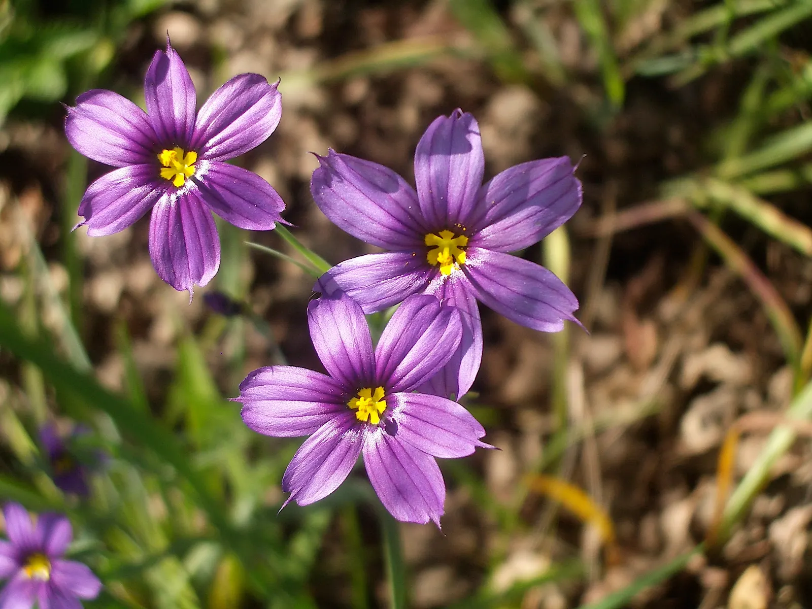 Blue-Eyed Grass (Sisyrinchium Bellum) — is a charming herbaceous perennial native to the western United States; each about half an inch across, image 84