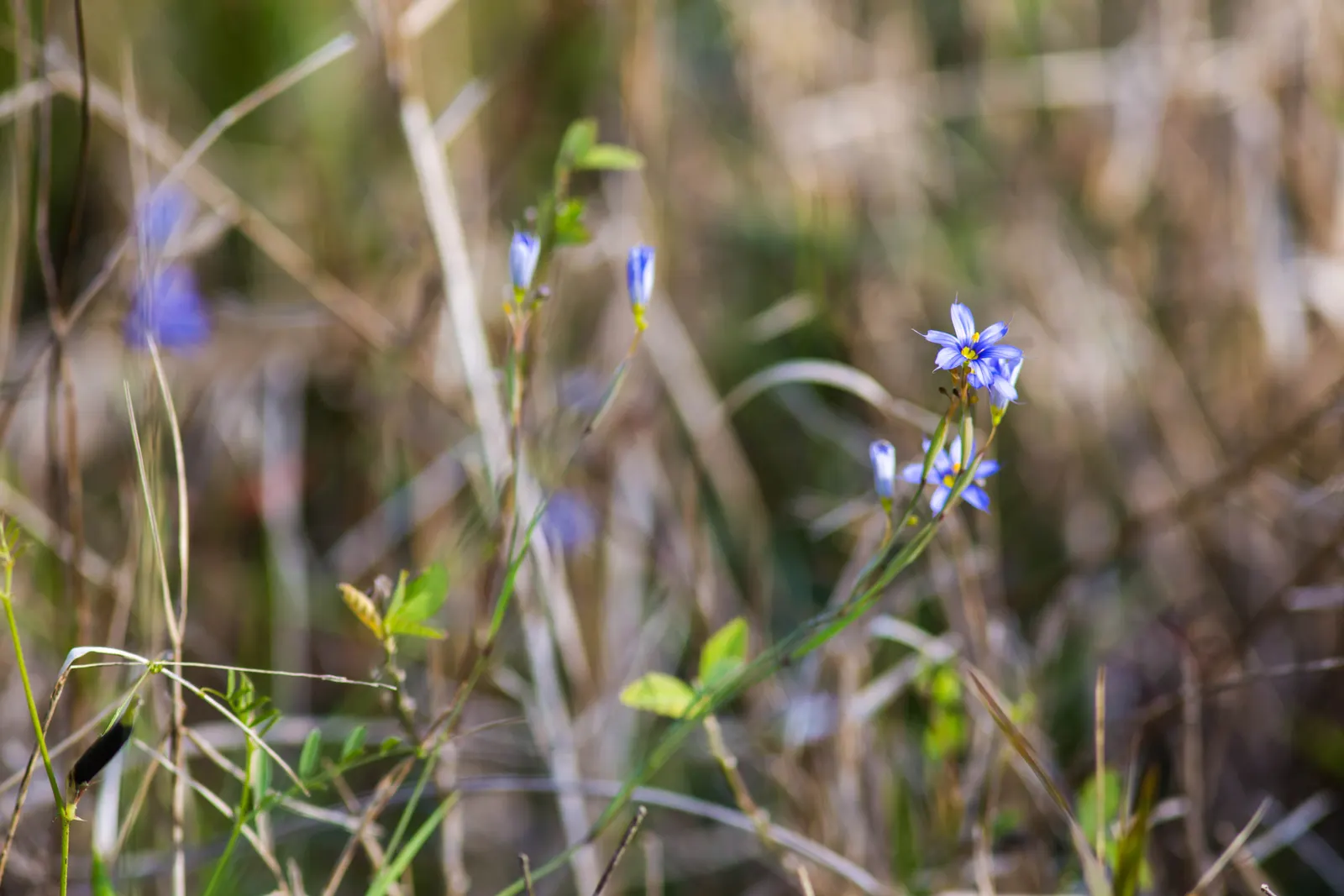 Blue-Eyed Grass (Sisyrinchium Bellum) — it is best placed along borders; perennial for full or half