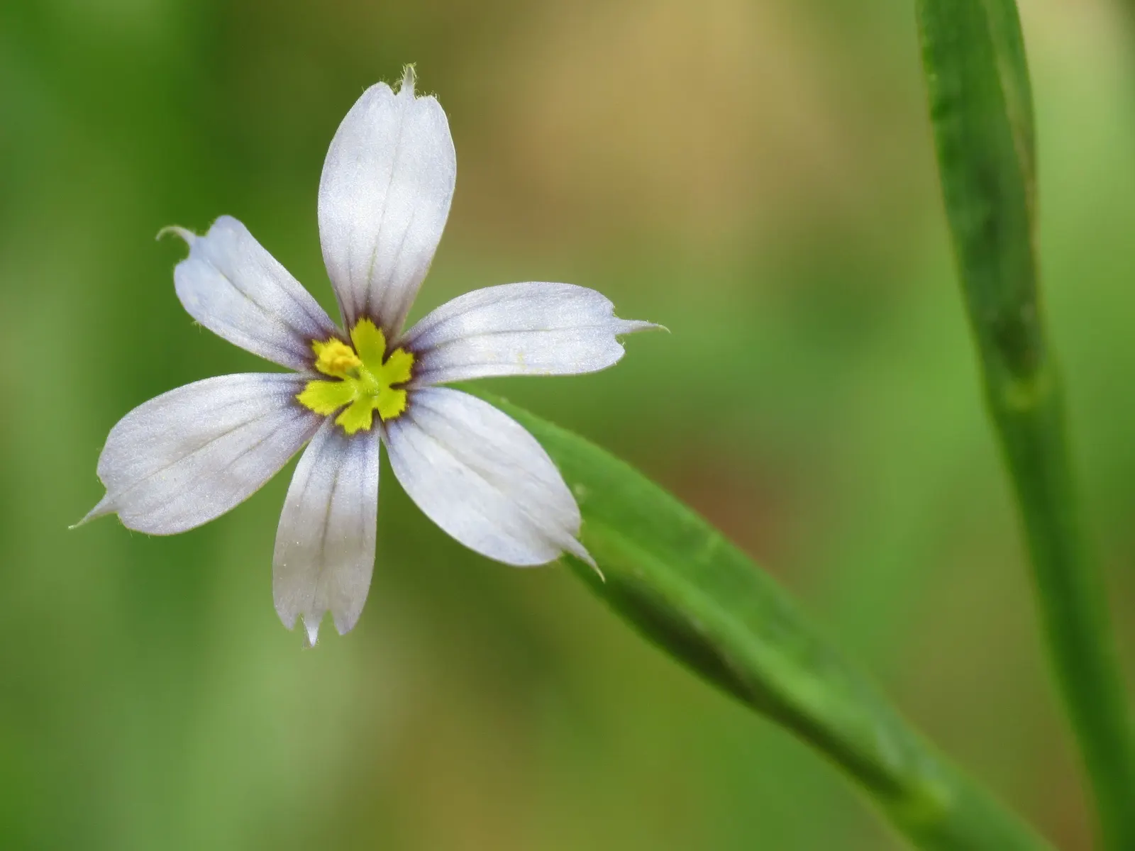 Blue-Eyed Grass (Sisyrinchium Bellum) — Blue-Eyed Grass produces an abundance of small yet stunning star-shaped flowers; ideal for borders and rock, image 116