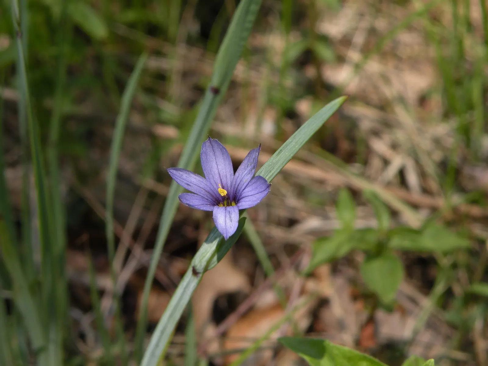 Blue-Eyed Grass (Sisyrinchium Bellum) — Blue-Eyed Grass thrives in USDA Hardiness Zones 4-9, flourishing in full to partial sunlight