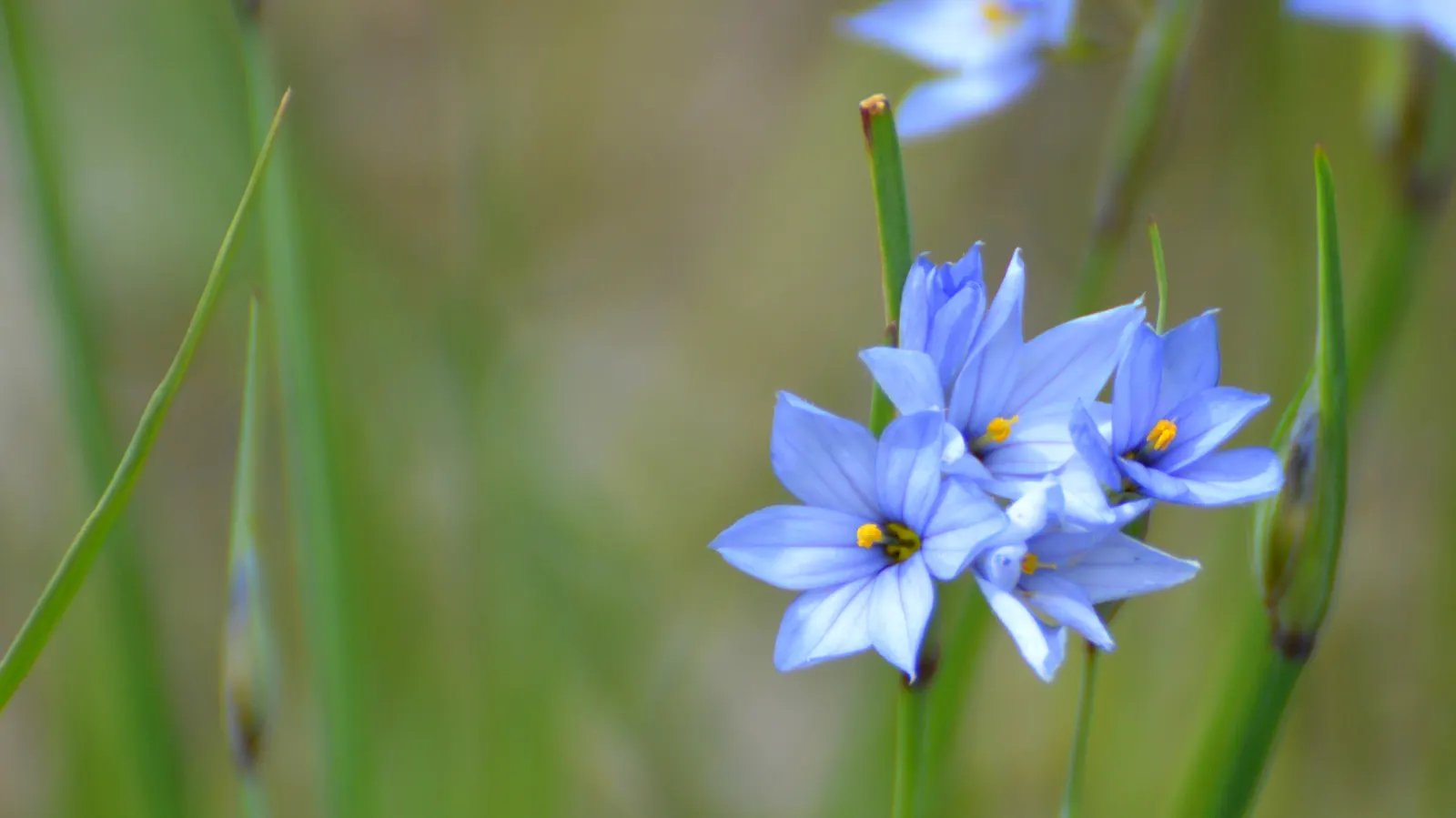 Blue-Eyed Grass (Sisyrinchium Bellum) — it adds a delicate texture and vibrant color from late spring to early summer; perennial with blue and, image 56